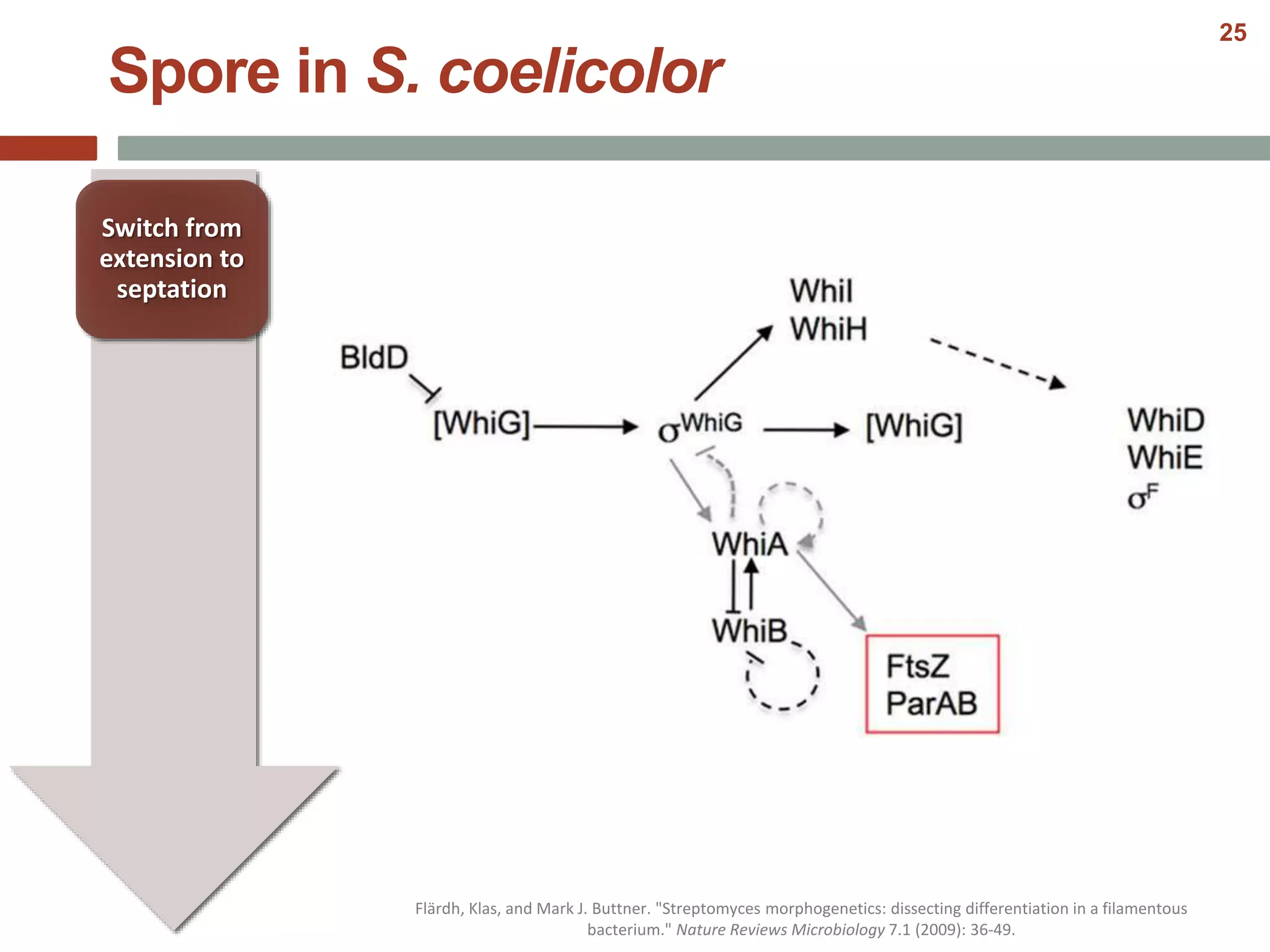 Spore in S. coelicolor
Switch from
extension to
septation
Flärdh, Klas, and Mark J. Buttner. "Streptomyces morphogenetics: dissecting differentiation in a filamentous
bacterium." Nature Reviews Microbiology 7.1 (2009): 36-49.
25
 
