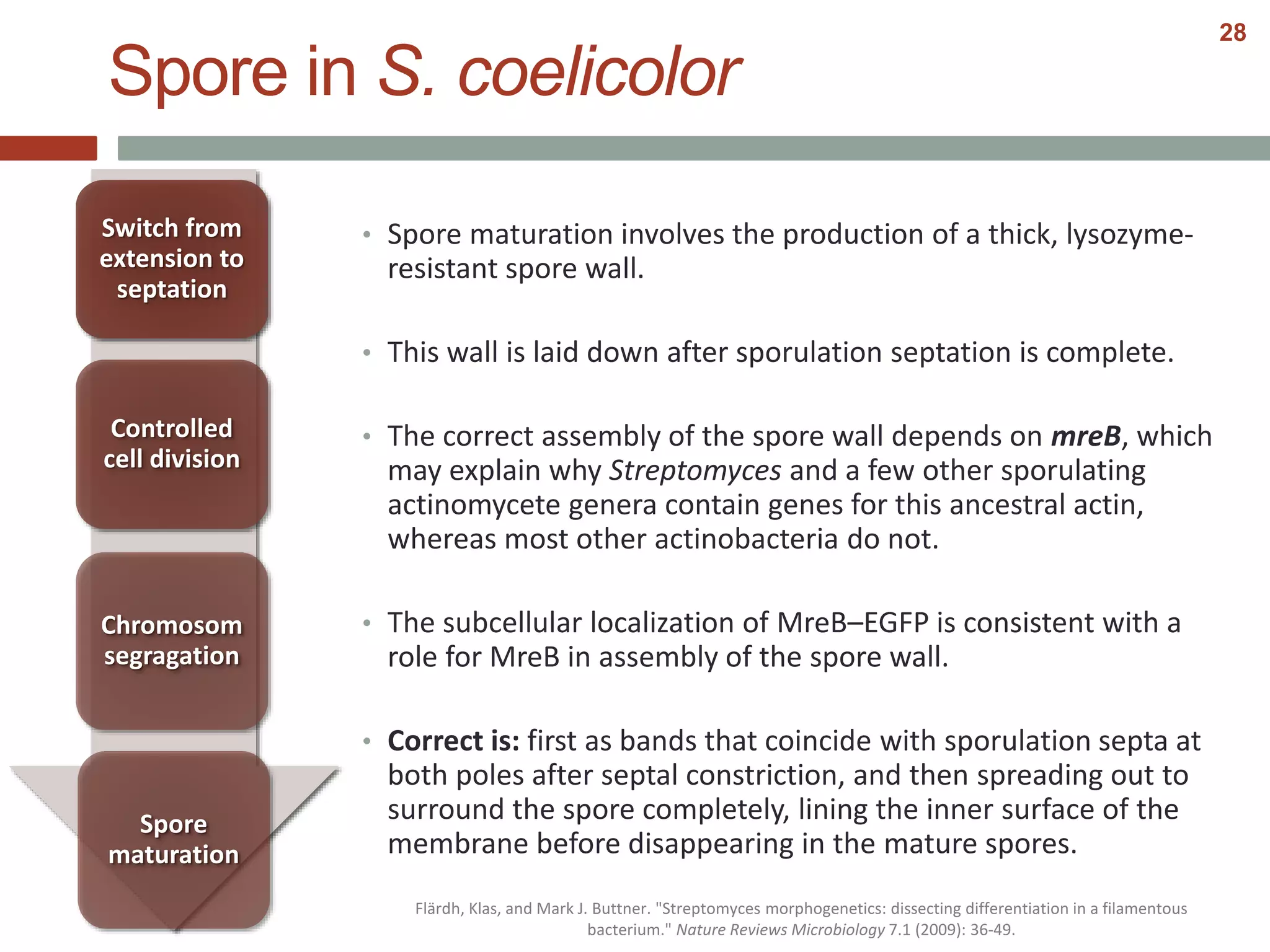 • Spore maturation involves the production of a thick, lysozyme-
resistant spore wall.
• This wall is laid down after sporulation septation is complete.
• The correct assembly of the spore wall depends on mreB, which
may explain why Streptomyces and a few other sporulating
actinomycete genera contain genes for this ancestral actin,
whereas most other actinobacteria do not.
• The subcellular localization of MreB–EGFP is consistent with a
role for MreB in assembly of the spore wall.
• Correct is: first as bands that coincide with sporulation septa at
both poles after septal constriction, and then spreading out to
surround the spore completely, lining the inner surface of the
membrane before disappearing in the mature spores.
Controlled
cell division
Switch from
extension to
septation
Chromosom
segragation
Spore
maturation
Spore in S. coelicolor
Flärdh, Klas, and Mark J. Buttner. "Streptomyces morphogenetics: dissecting differentiation in a filamentous
bacterium." Nature Reviews Microbiology 7.1 (2009): 36-49.
28
 