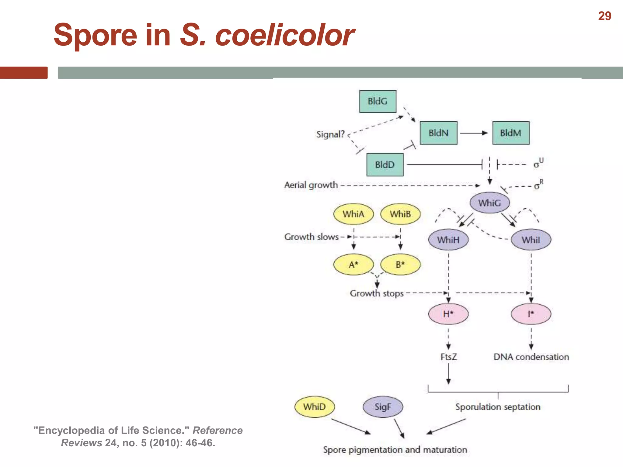 Spore in S. coelicolor
"Encyclopedia of Life Science." Reference
Reviews 24, no. 5 (2010): 46-46.
29
 