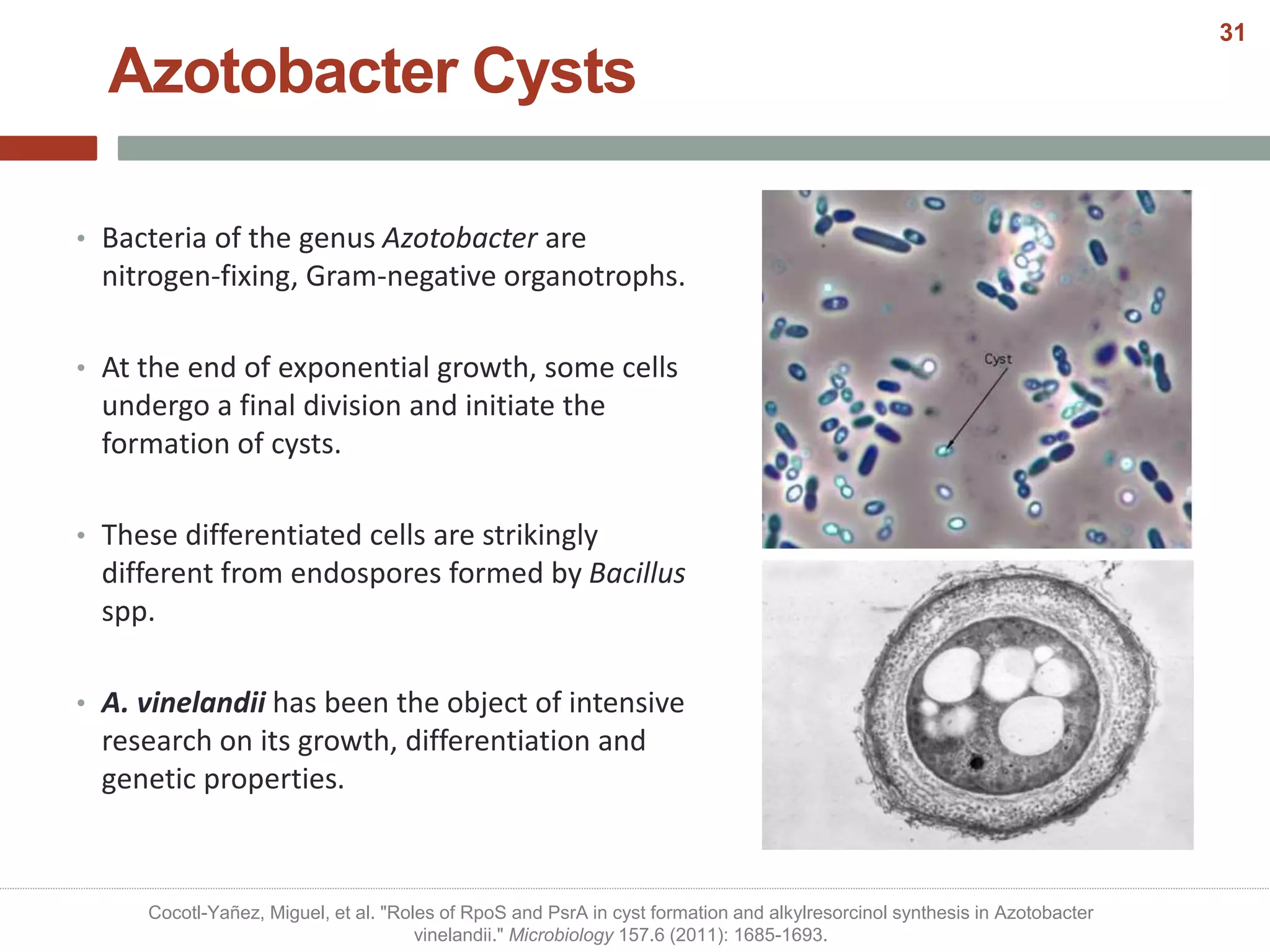 Azotobacter Cysts
• Bacteria of the genus Azotobacter are
nitrogen-fixing, Gram-negative organotrophs.
• At the end of exponential growth, some cells
undergo a final division and initiate the
formation of cysts.
• These differentiated cells are strikingly
different from endospores formed by Bacillus
spp.
• A. vinelandii has been the object of intensive
research on its growth, differentiation and
genetic properties.
Cocotl-Yañez, Miguel, et al. "Roles of RpoS and PsrA in cyst formation and alkylresorcinol synthesis in Azotobacter
vinelandii." Microbiology 157.6 (2011): 1685-1693.
31
 