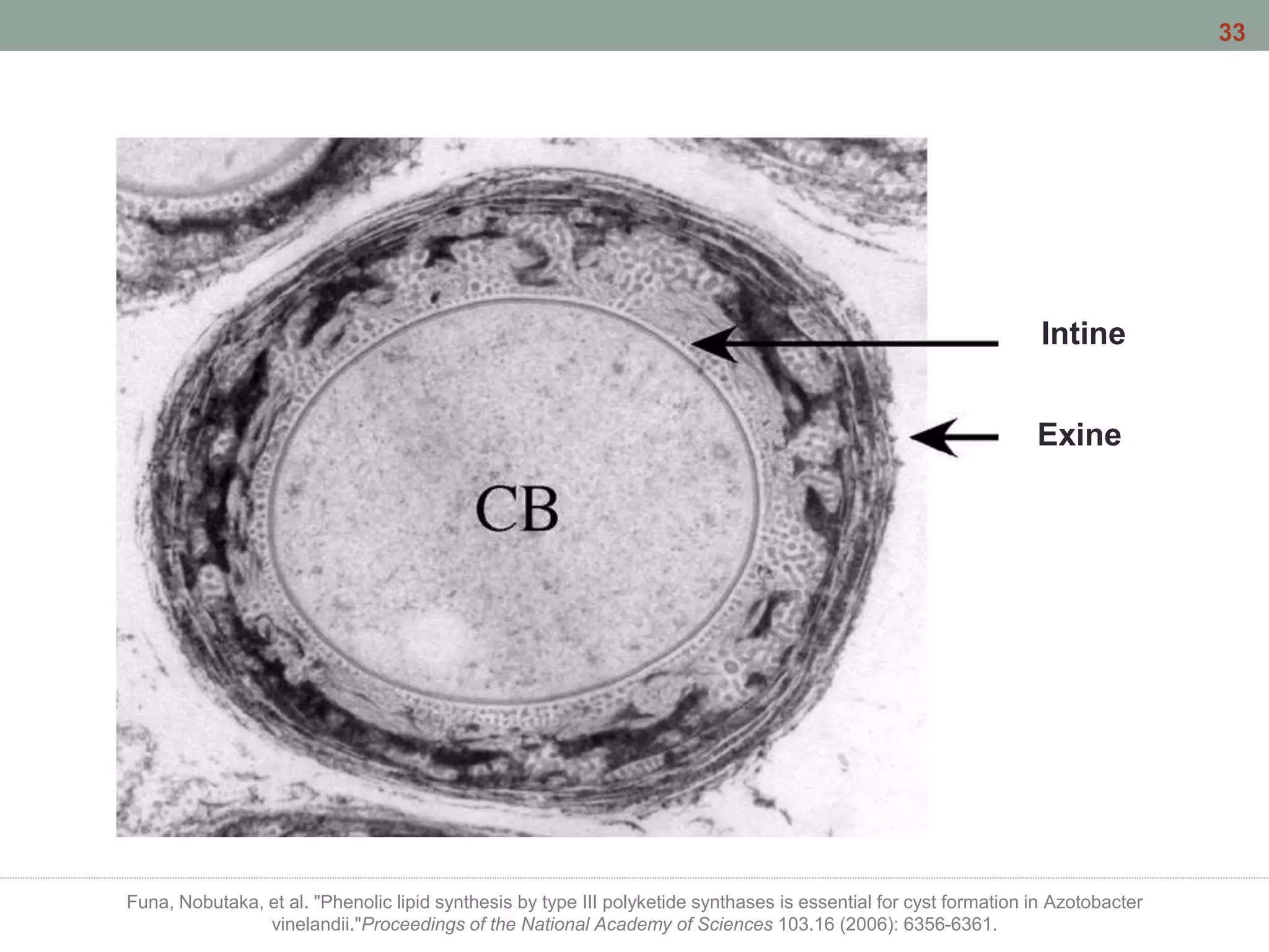 Exine
Intine
Funa, Nobutaka, et al. "Phenolic lipid synthesis by type III polyketide synthases is essential for cyst formation in Azotobacter
vinelandii."Proceedings of the National Academy of Sciences 103.16 (2006): 6356-6361.
33
 