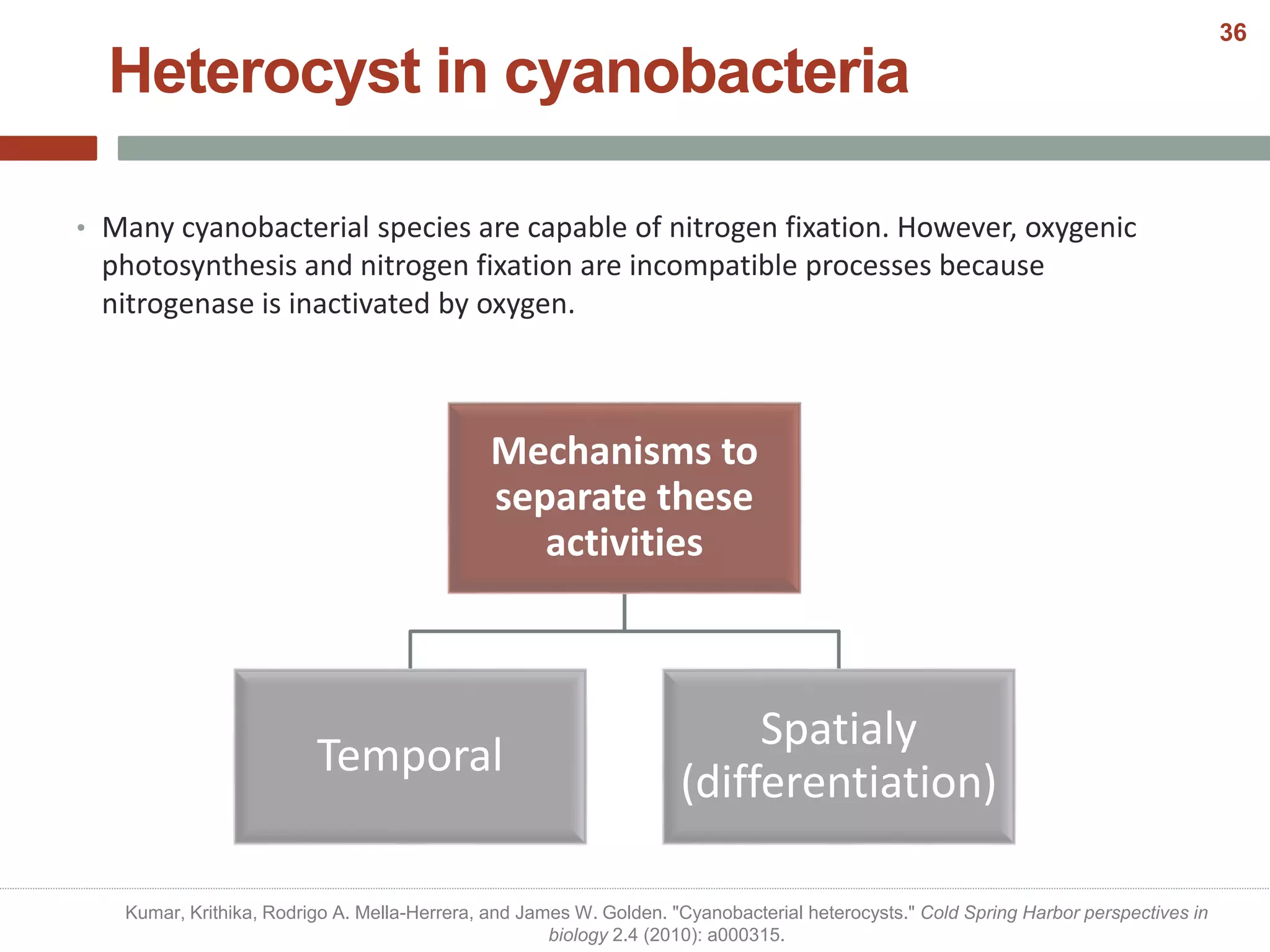 Heterocyst in cyanobacteria
• Many cyanobacterial species are capable of nitrogen fixation. However, oxygenic
photosynthesis and nitrogen fixation are incompatible processes because
nitrogenase is inactivated by oxygen.
Mechanisms to
separate these
activities
Temporal
Spatialy
(differentiation)
Kumar, Krithika, Rodrigo A. Mella-Herrera, and James W. Golden. "Cyanobacterial heterocysts." Cold Spring Harbor perspectives in
biology 2.4 (2010): a000315.
36
 