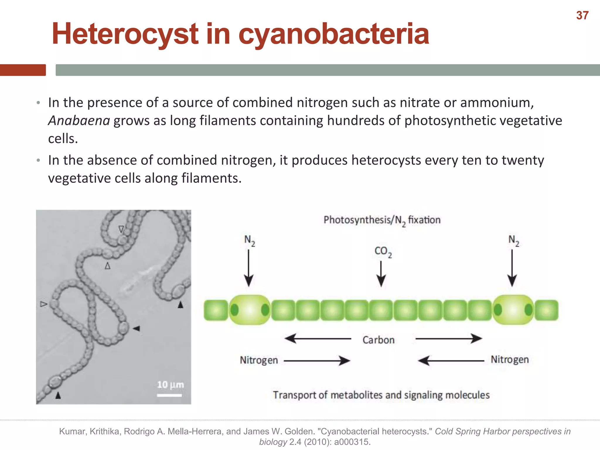 • In the presence of a source of combined nitrogen such as nitrate or ammonium,
Anabaena grows as long filaments containing hundreds of photosynthetic vegetative
cells.
• In the absence of combined nitrogen, it produces heterocysts every ten to twenty
vegetative cells along filaments.
Heterocyst in cyanobacteria
Kumar, Krithika, Rodrigo A. Mella-Herrera, and James W. Golden. "Cyanobacterial heterocysts." Cold Spring Harbor perspectives in
biology 2.4 (2010): a000315.
37
 
