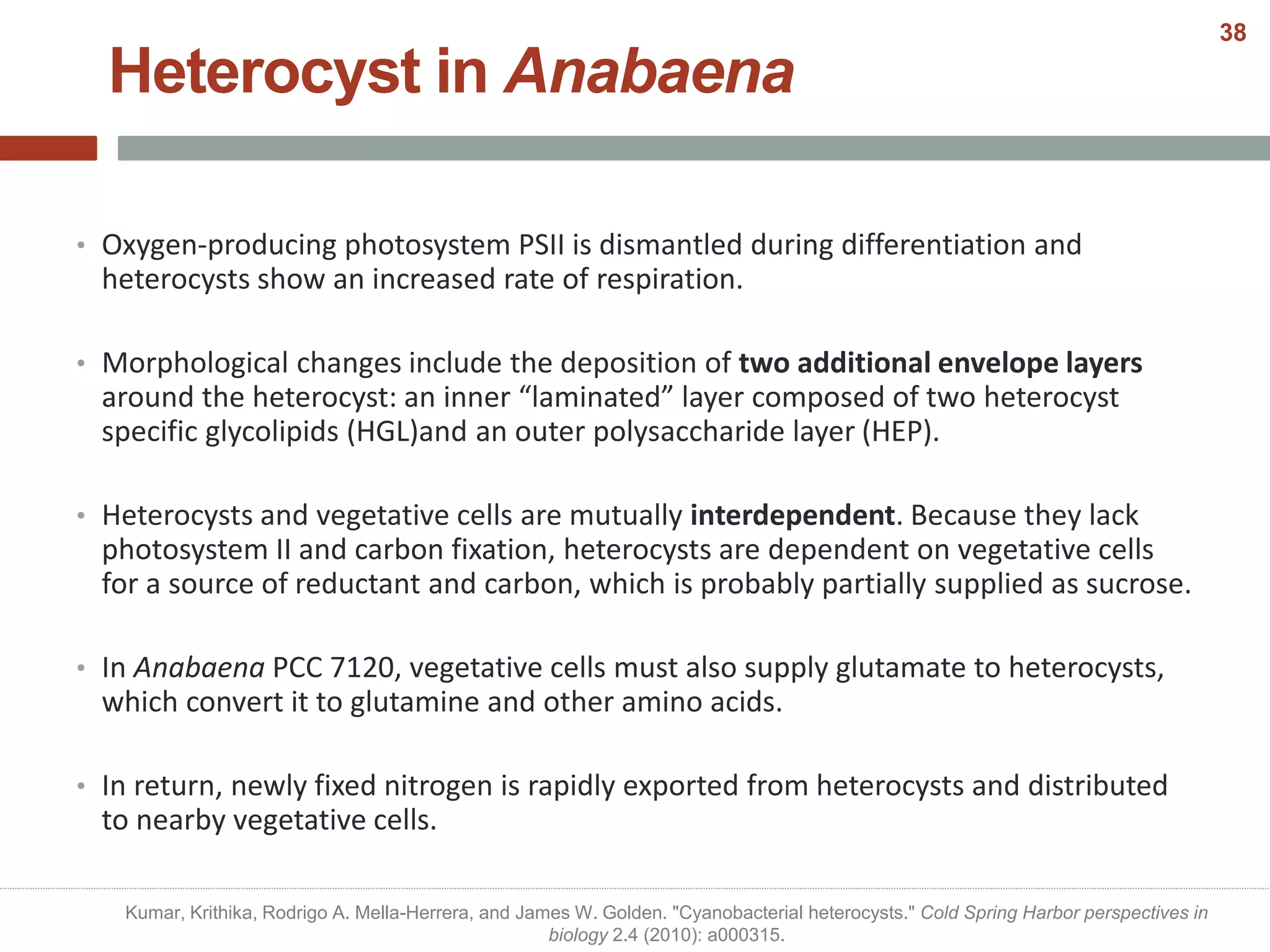 • Oxygen-producing photosystem PSII is dismantled during differentiation and
heterocysts show an increased rate of respiration.
• Morphological changes include the deposition of two additional envelope layers
around the heterocyst: an inner “laminated” layer composed of two heterocyst
specific glycolipids (HGL)and an outer polysaccharide layer (HEP).
• Heterocysts and vegetative cells are mutually interdependent. Because they lack
photosystem II and carbon fixation, heterocysts are dependent on vegetative cells
for a source of reductant and carbon, which is probably partially supplied as sucrose.
• In Anabaena PCC 7120, vegetative cells must also supply glutamate to heterocysts,
which convert it to glutamine and other amino acids.
• In return, newly fixed nitrogen is rapidly exported from heterocysts and distributed
to nearby vegetative cells.
Heterocyst in Anabaena
Kumar, Krithika, Rodrigo A. Mella-Herrera, and James W. Golden. "Cyanobacterial heterocysts." Cold Spring Harbor perspectives in
biology 2.4 (2010): a000315.
38
 