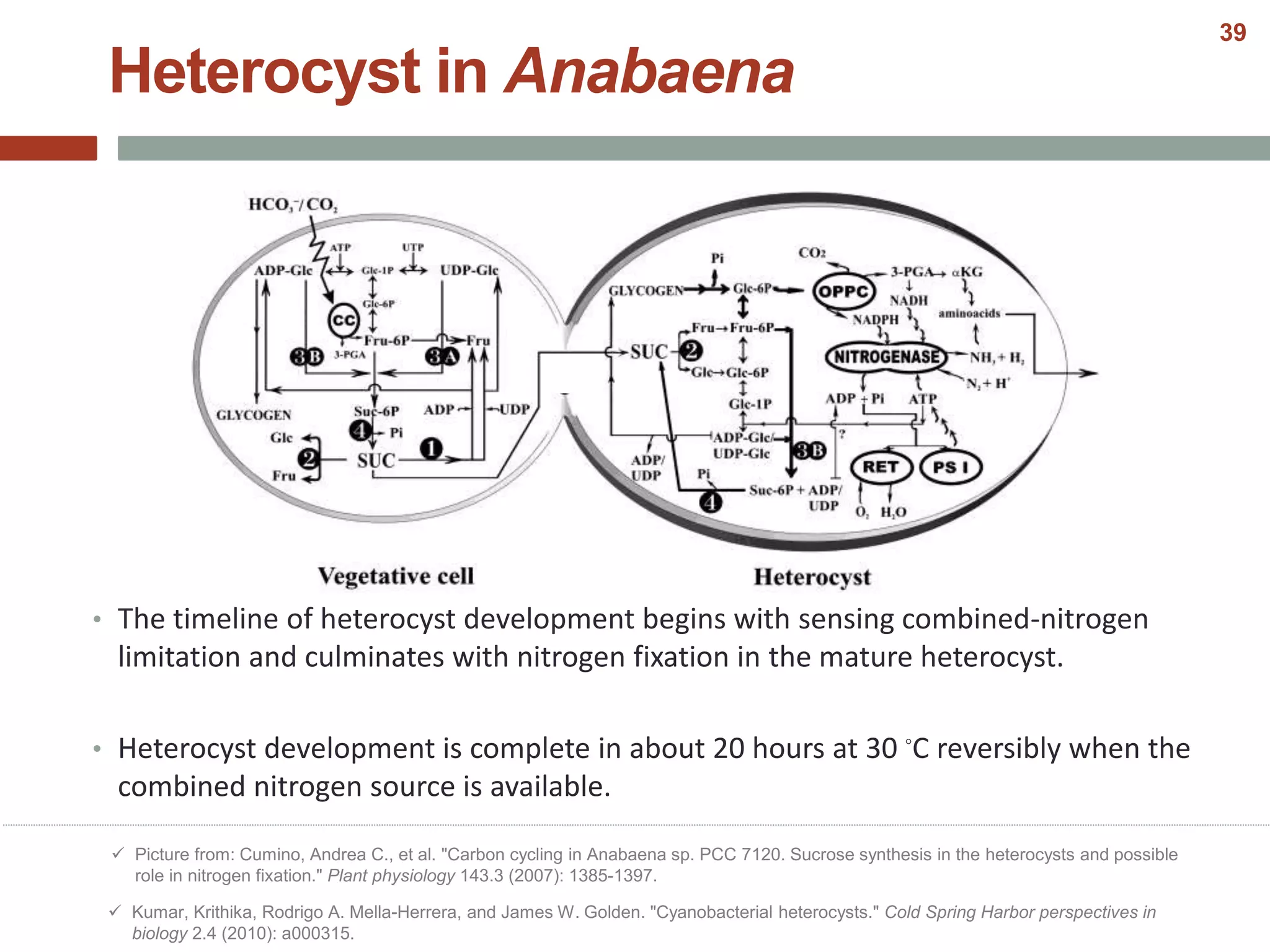• The timeline of heterocyst development begins with sensing combined-nitrogen
limitation and culminates with nitrogen fixation in the mature heterocyst.
• Heterocyst development is complete in about 20 hours at 30 ◦C reversibly when the
combined nitrogen source is available.
Heterocyst in Anabaena
 Kumar, Krithika, Rodrigo A. Mella-Herrera, and James W. Golden. "Cyanobacterial heterocysts." Cold Spring Harbor perspectives in
biology 2.4 (2010): a000315.
 Picture from: Cumino, Andrea C., et al. "Carbon cycling in Anabaena sp. PCC 7120. Sucrose synthesis in the heterocysts and possible
role in nitrogen fixation." Plant physiology 143.3 (2007): 1385-1397.
39
 
