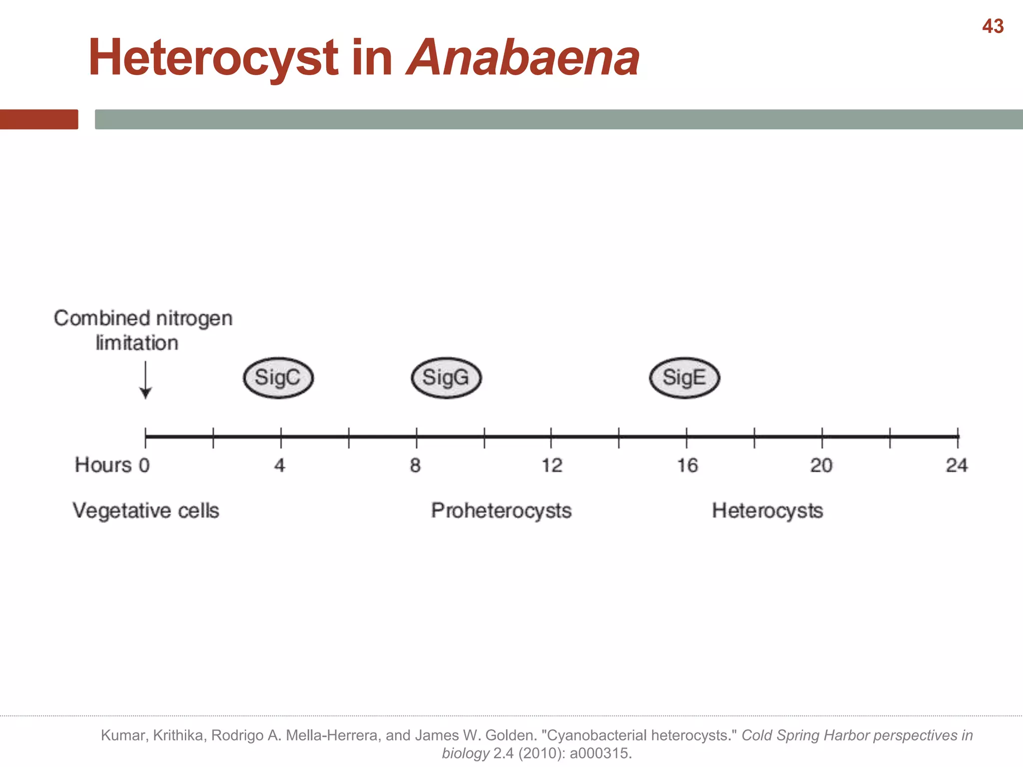 Heterocyst in Anabaena
Kumar, Krithika, Rodrigo A. Mella-Herrera, and James W. Golden. "Cyanobacterial heterocysts." Cold Spring Harbor perspectives in
biology 2.4 (2010): a000315.
43
 