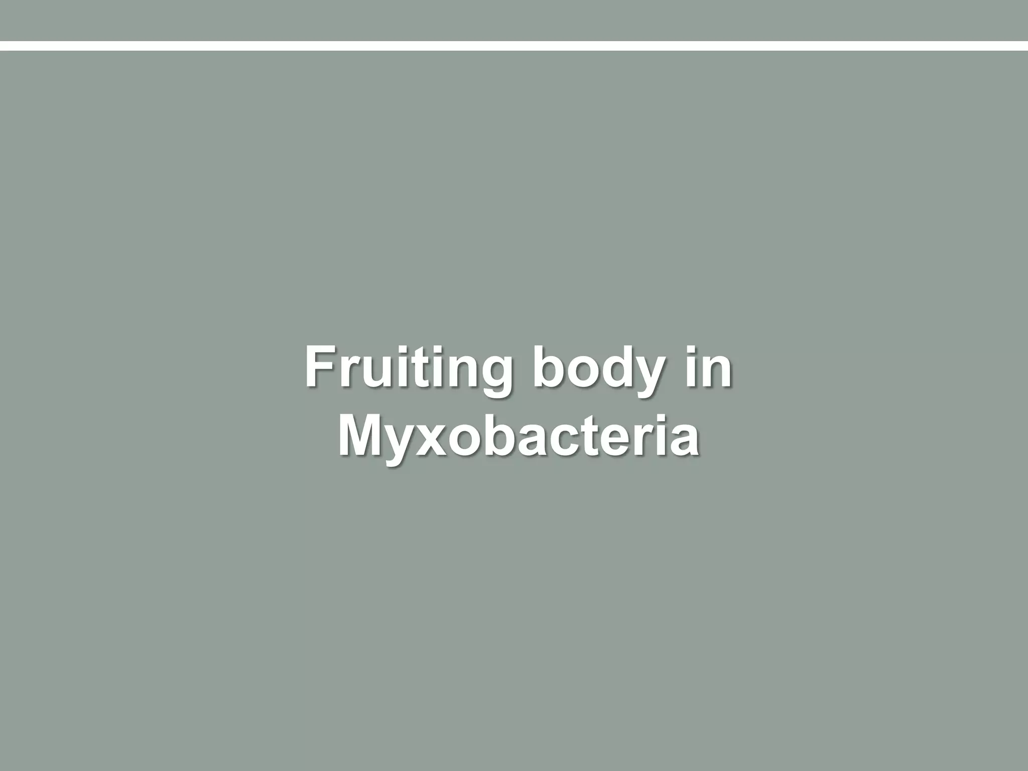 Fruiting body in
Myxobacteria
 