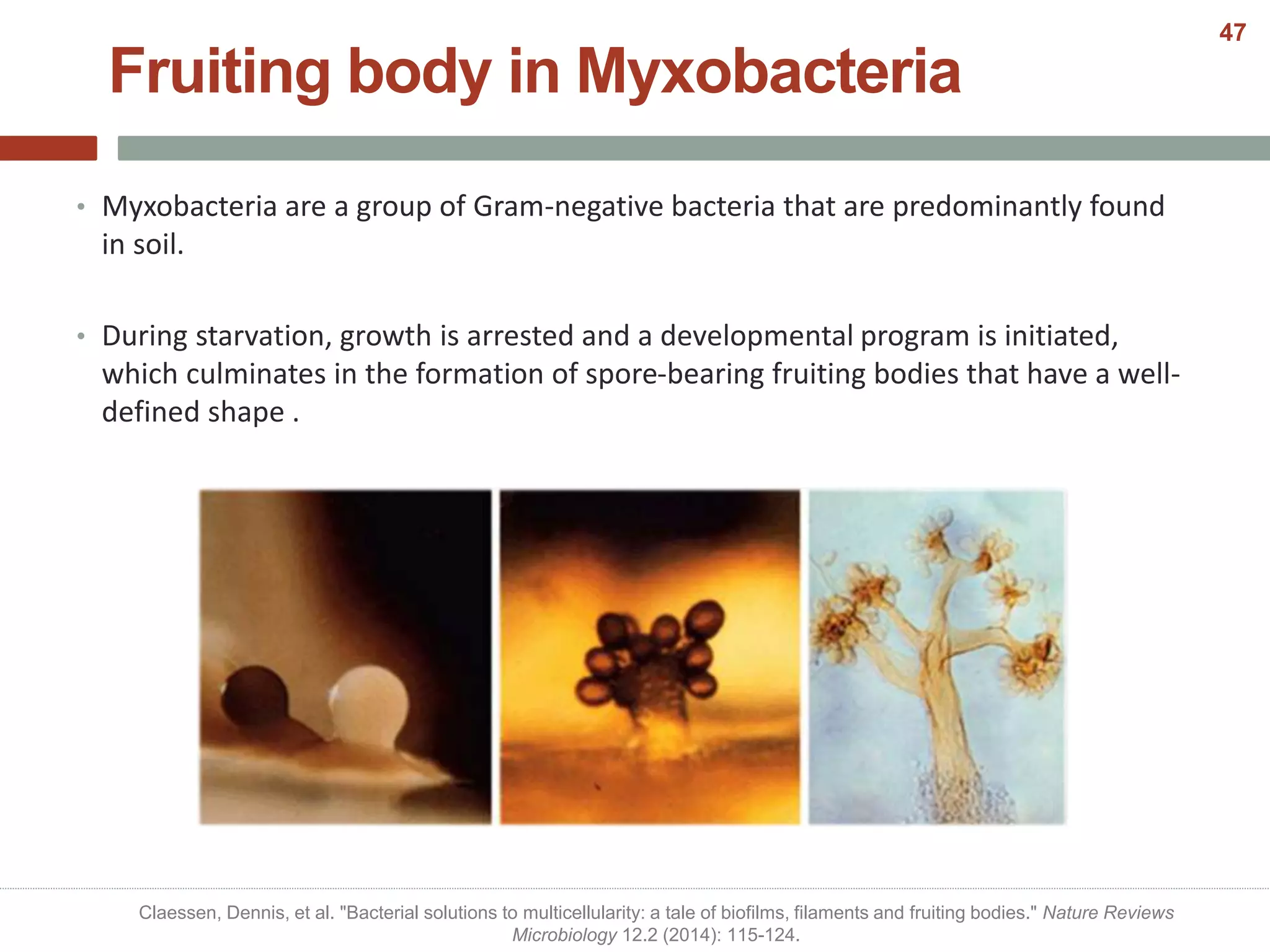 Fruiting body in Myxobacteria
• Myxobacteria are a group of Gram-negative bacteria that are predominantly found
in soil.
• During starvation, growth is arrested and a developmental program is initiated,
which culminates in the formation of spore-bearing fruiting bodies that have a well-
defined shape .
Claessen, Dennis, et al. "Bacterial solutions to multicellularity: a tale of biofilms, filaments and fruiting bodies." Nature Reviews
Microbiology 12.2 (2014): 115-124.
47
 