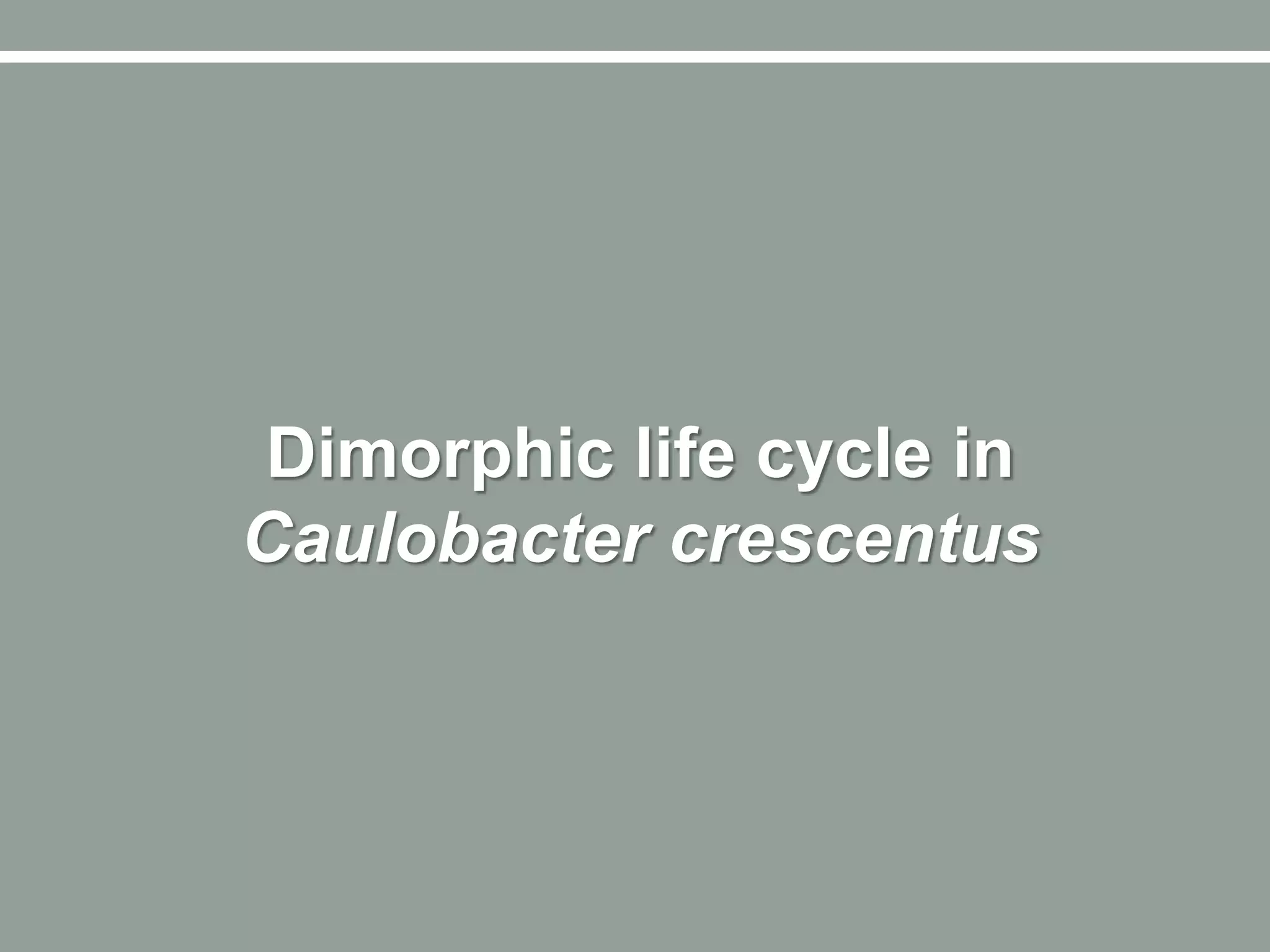 Dimorphic life cycle in
Caulobacter crescentus
 