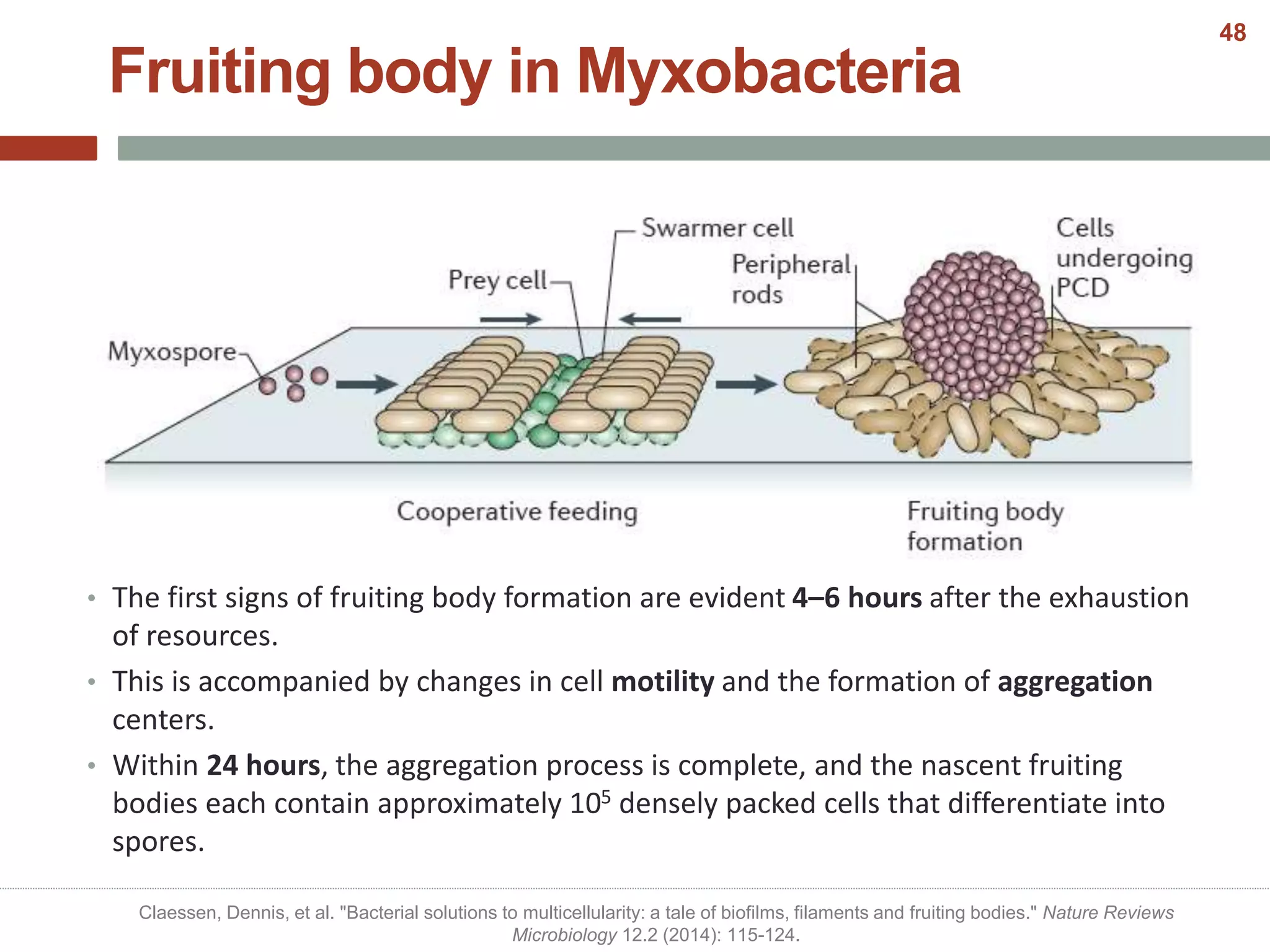 • The first signs of fruiting body formation are evident 4–6 hours after the exhaustion
of resources.
• This is accompanied by changes in cell motility and the formation of aggregation
centers.
• Within 24 hours, the aggregation process is complete, and the nascent fruiting
bodies each contain approximately 105 densely packed cells that differentiate into
spores.
Fruiting body in Myxobacteria
Claessen, Dennis, et al. "Bacterial solutions to multicellularity: a tale of biofilms, filaments and fruiting bodies." Nature Reviews
Microbiology 12.2 (2014): 115-124.
48
 