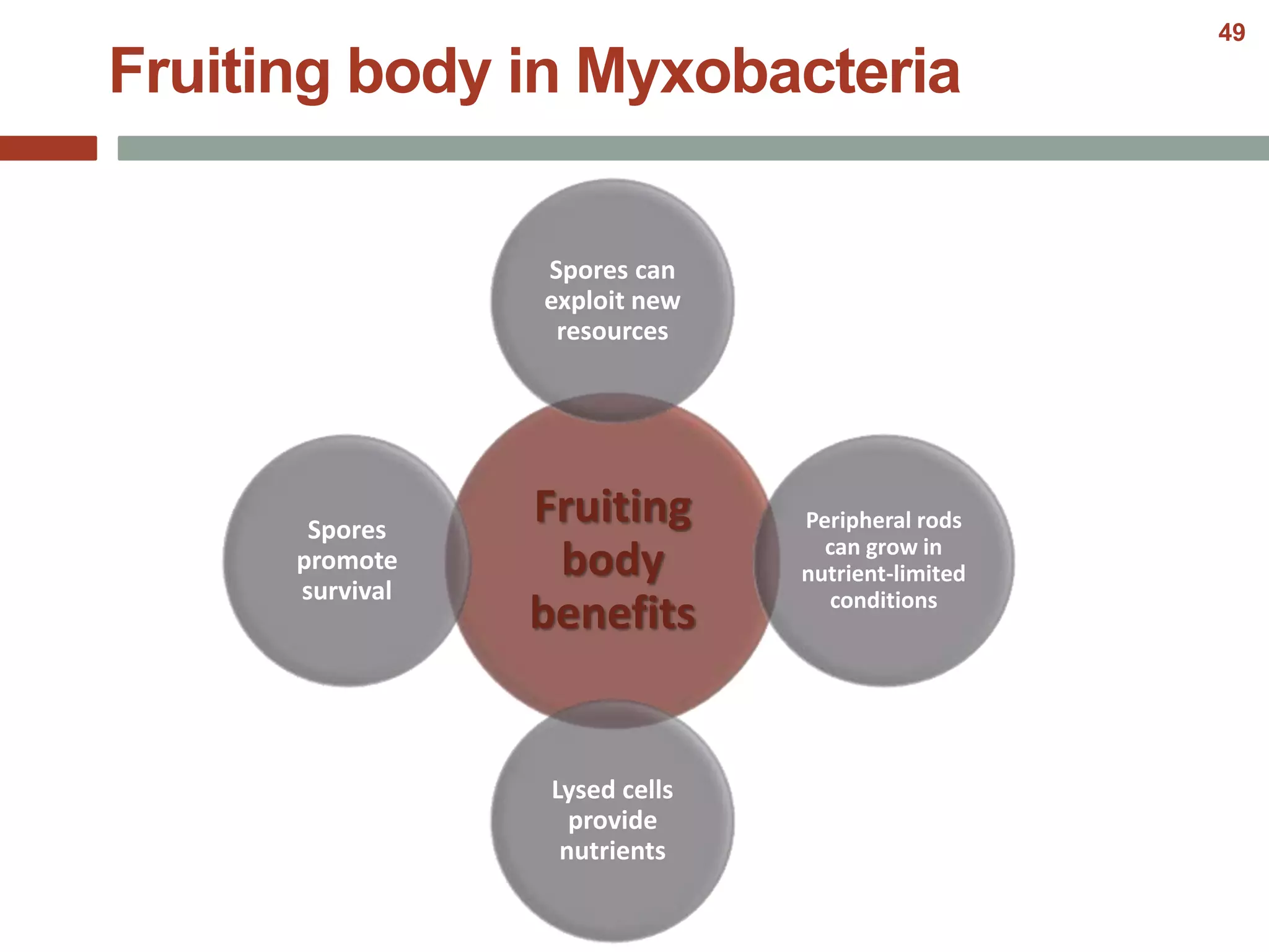 Fruiting
body
benefits
Spores can
exploit new
resources
Peripheral rods
can grow in
nutrient-limited
conditions
Lysed cells
provide
nutrients
Spores
promote
survival
Fruiting body in Myxobacteria
49
 