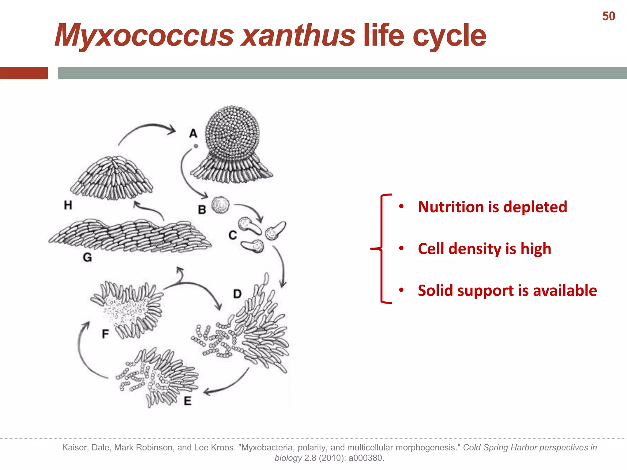 Myxococcus xanthus life cycle
• Nutrition is depleted
• Cell density is high
• Solid support is available
Kaiser, Dale, Mark Robinson, and Lee Kroos. "Myxobacteria, polarity, and multicellular morphogenesis." Cold Spring Harbor perspectives in
biology 2.8 (2010): a000380.
50
 