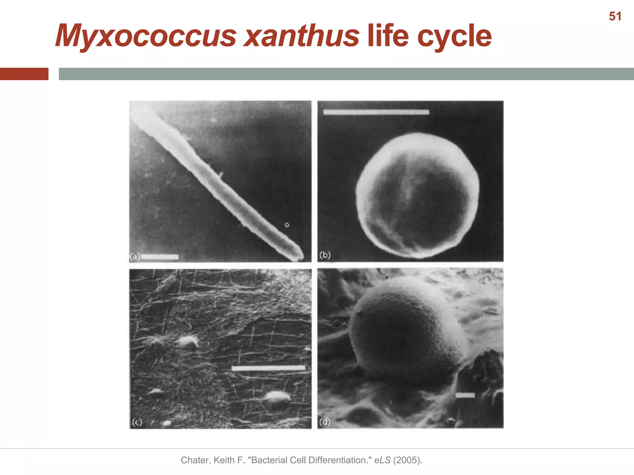 Myxococcus xanthus life cycle
Chater, Keith F. "Bacterial Cell Differentiation." eLS (2005).
51
 