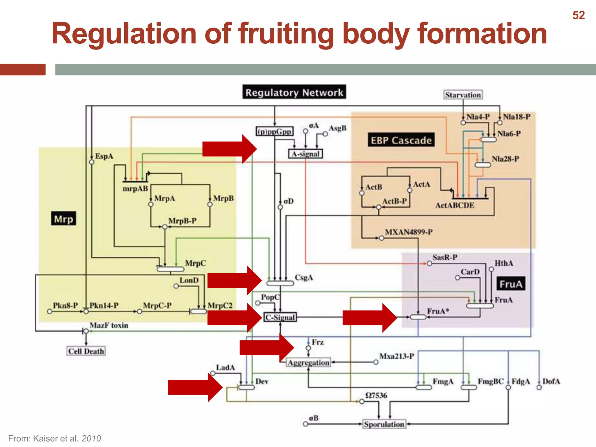 Regulation of fruiting body formation
From: Kaiser et al. 2010
52
 