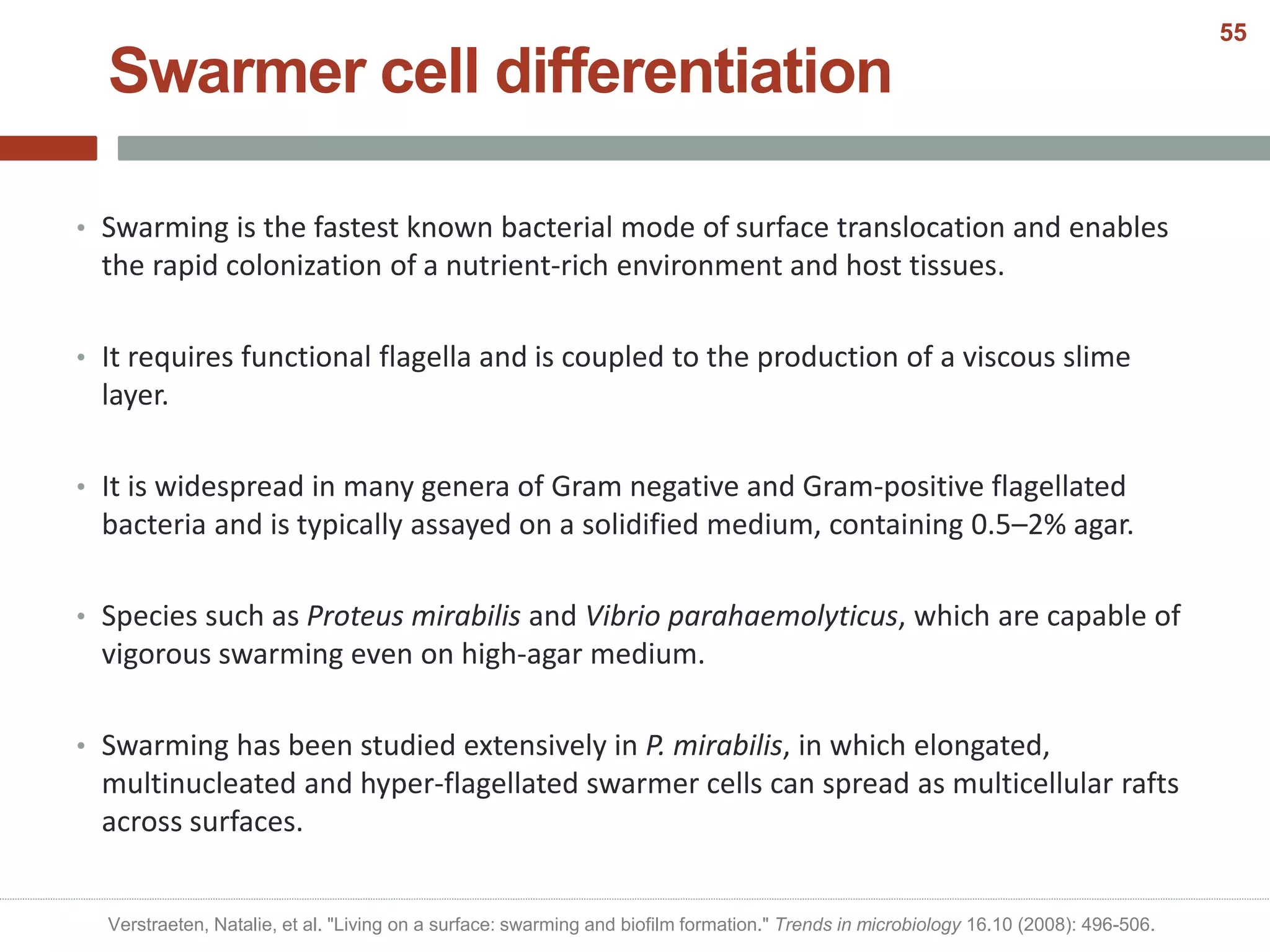Swarmer cell differentiation
• Swarming is the fastest known bacterial mode of surface translocation and enables
the rapid colonization of a nutrient-rich environment and host tissues.
• It requires functional flagella and is coupled to the production of a viscous slime
layer.
• It is widespread in many genera of Gram negative and Gram-positive flagellated
bacteria and is typically assayed on a solidified medium, containing 0.5–2% agar.
• Species such as Proteus mirabilis and Vibrio parahaemolyticus, which are capable of
vigorous swarming even on high-agar medium.
• Swarming has been studied extensively in P. mirabilis, in which elongated,
multinucleated and hyper-flagellated swarmer cells can spread as multicellular rafts
across surfaces.
Verstraeten, Natalie, et al. "Living on a surface: swarming and biofilm formation." Trends in microbiology 16.10 (2008): 496-506.
55
 
