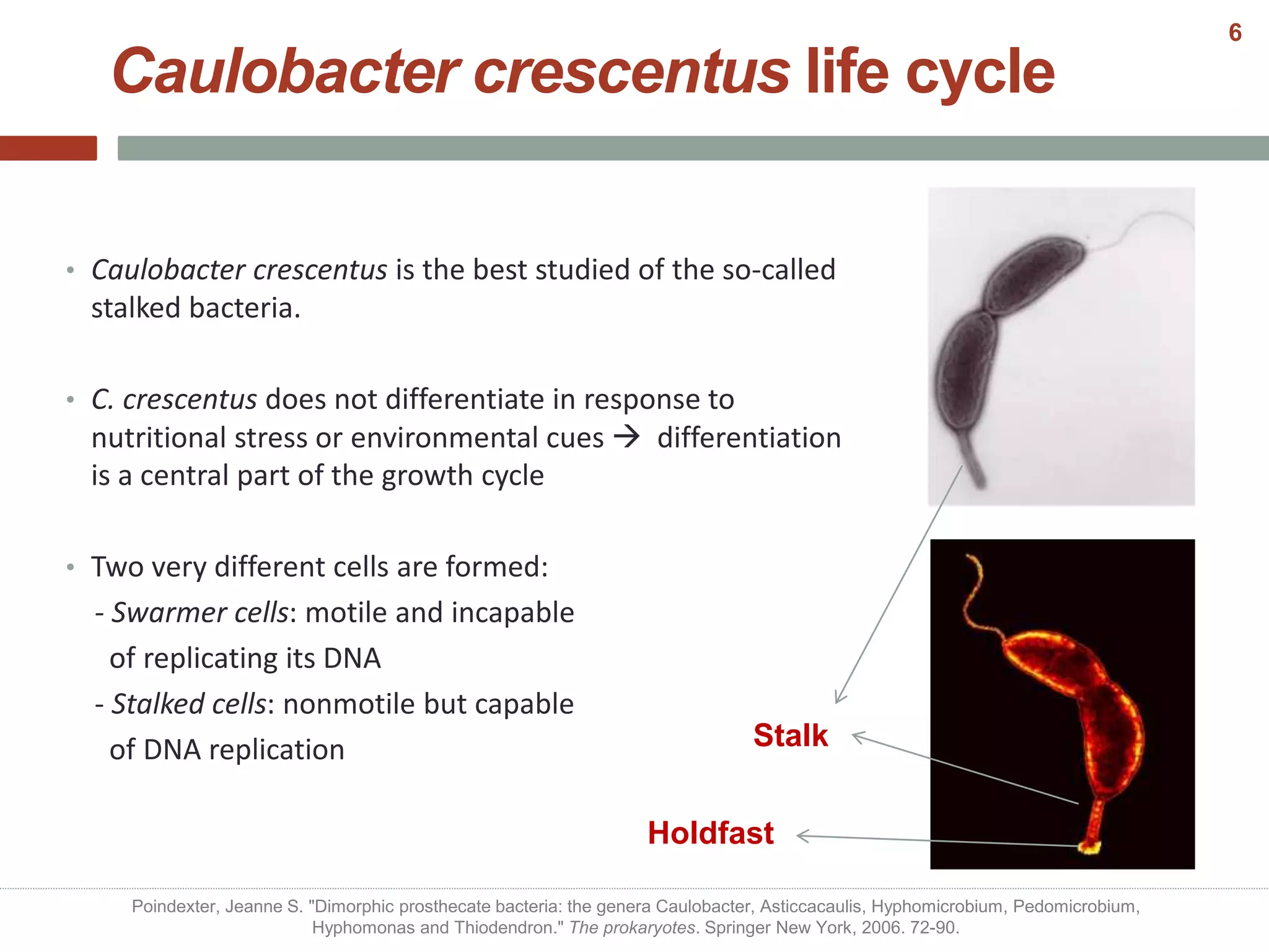 Caulobacter crescentus life cycle
• Caulobacter crescentus is the best studied of the so-called
stalked bacteria.
• C. crescentus does not differentiate in response to
nutritional stress or environmental cues  differentiation
is a central part of the growth cycle
• Two very different cells are formed:
- Swarmer cells: motile and incapable
of replicating its DNA
- Stalked cells: nonmotile but capable
of DNA replication Stalk
Holdfast
Poindexter, Jeanne S. "Dimorphic prosthecate bacteria: the genera Caulobacter, Asticcacaulis, Hyphomicrobium, Pedomicrobium,
Hyphomonas and Thiodendron." The prokaryotes. Springer New York, 2006. 72-90.
6
 