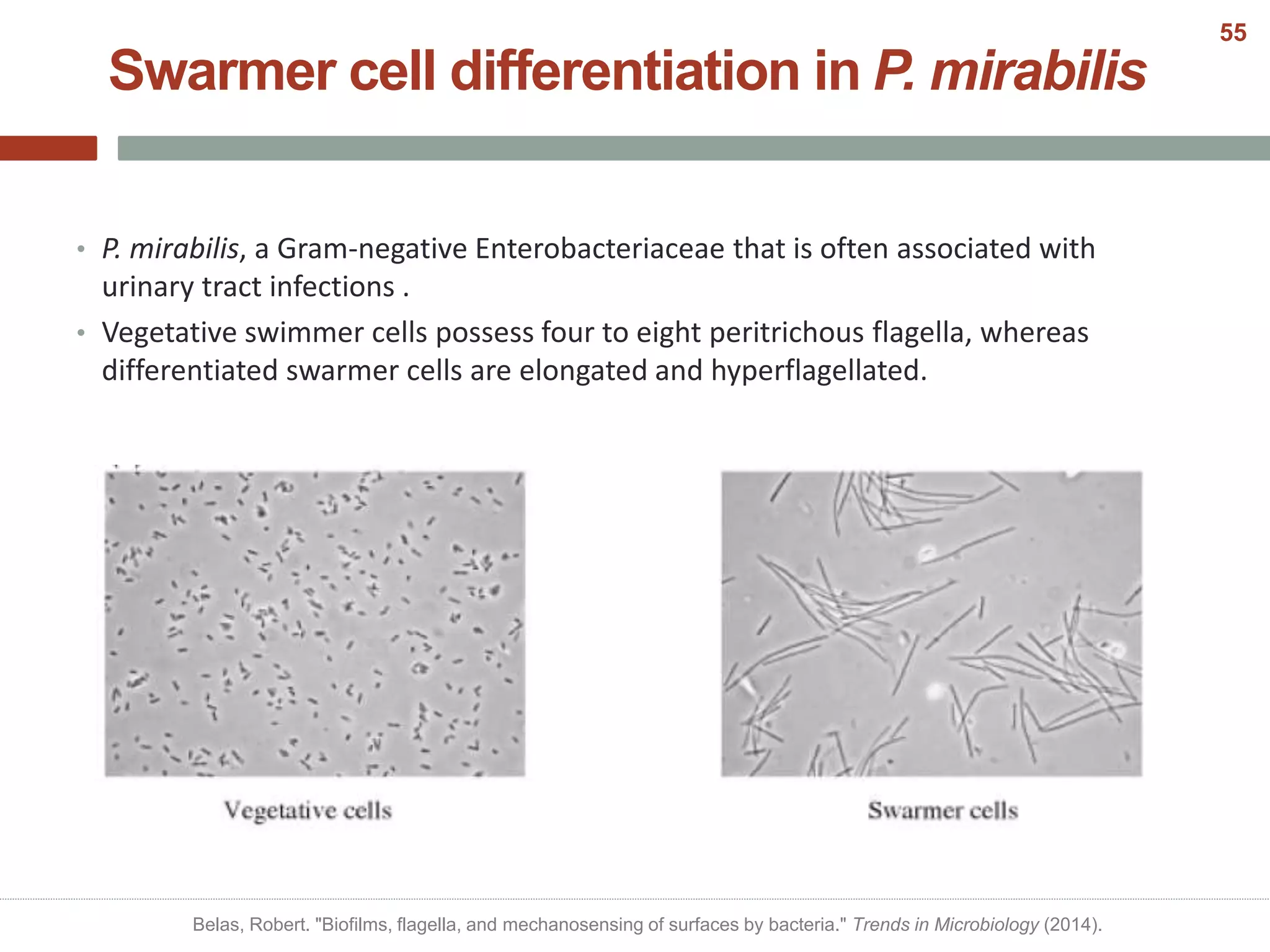 Swarmer cell differentiation in P. mirabilis
• P. mirabilis, a Gram-negative Enterobacteriaceae that is often associated with
urinary tract infections .
• Vegetative swimmer cells possess four to eight peritrichous flagella, whereas
differentiated swarmer cells are elongated and hyperflagellated.
Belas, Robert. "Biofilms, flagella, and mechanosensing of surfaces by bacteria." Trends in Microbiology (2014).
55
 