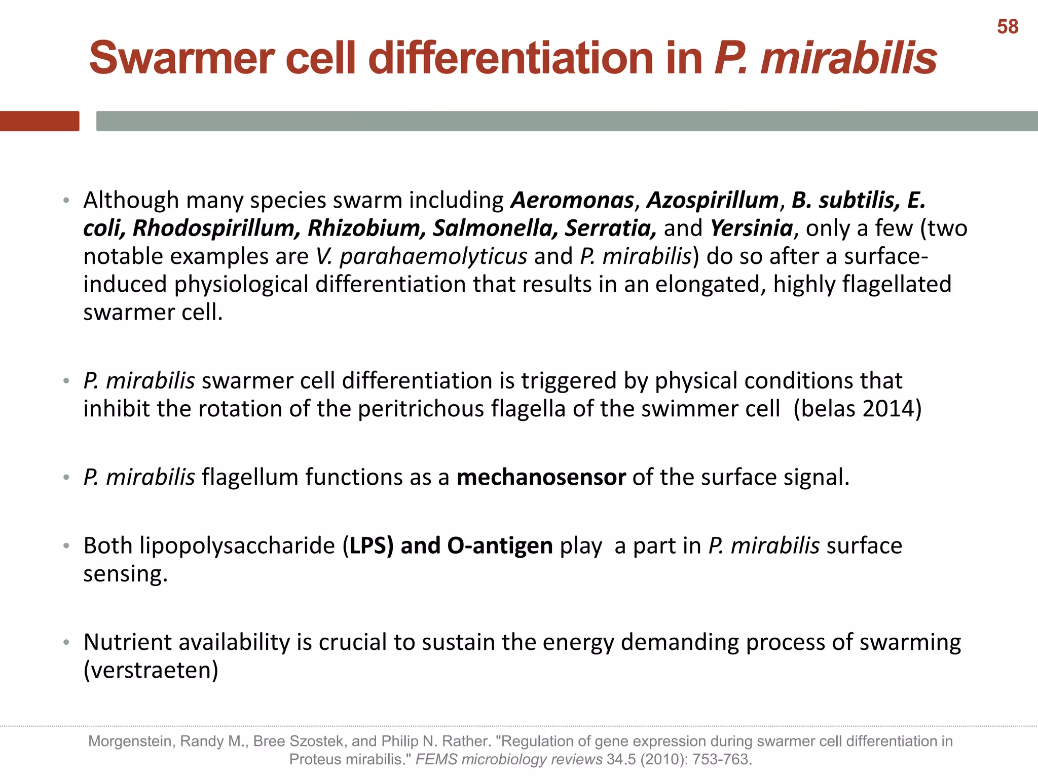 • Although many species swarm including Aeromonas, Azospirillum, B. subtilis, E.
coli, Rhodospirillum, Rhizobium, Salmonella, Serratia, and Yersinia, only a few (two
notable examples are V. parahaemolyticus and P. mirabilis) do so after a surface-
induced physiological differentiation that results in an elongated, highly flagellated
swarmer cell.
• P. mirabilis swarmer cell differentiation is triggered by physical conditions that
inhibit the rotation of the peritrichous flagella of the swimmer cell (belas 2014)
• P. mirabilis flagellum functions as a mechanosensor of the surface signal.
• Both lipopolysaccharide (LPS) and O-antigen play a part in P. mirabilis surface
sensing.
• Nutrient availability is crucial to sustain the energy demanding process of swarming
(verstraeten)
Swarmer cell differentiation in P. mirabilis
Morgenstein, Randy M., Bree Szostek, and Philip N. Rather. "Regulation of gene expression during swarmer cell differentiation in
Proteus mirabilis." FEMS microbiology reviews 34.5 (2010): 753-763.
58
 
