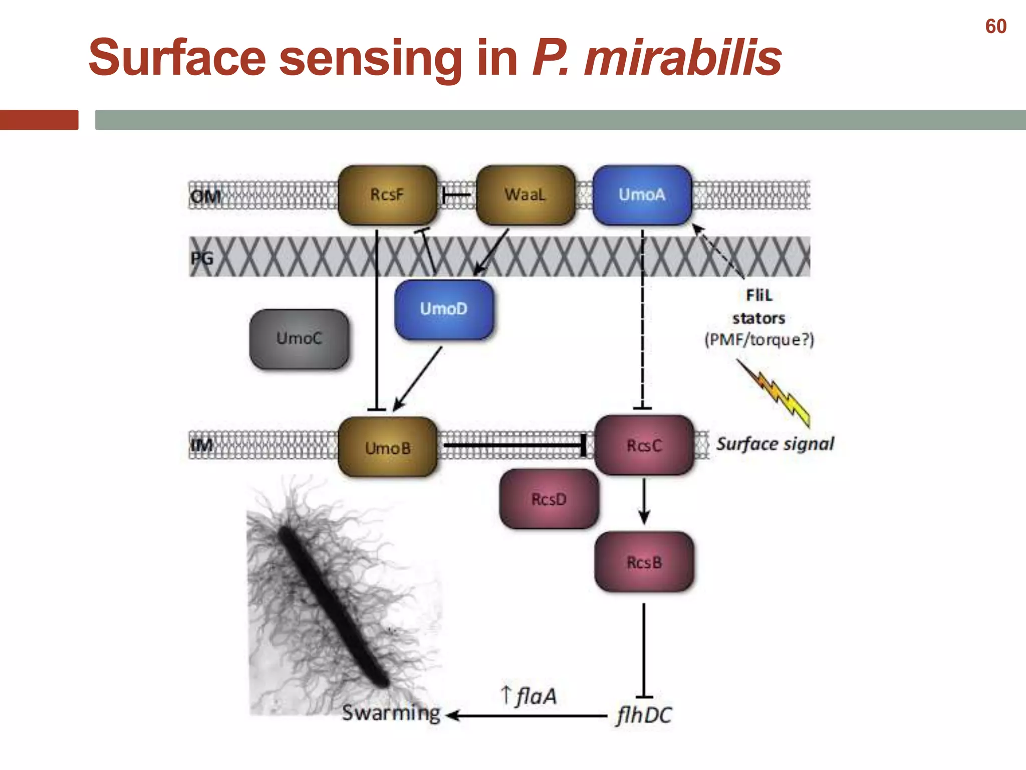 Surface sensing in P. mirabilis
60
 