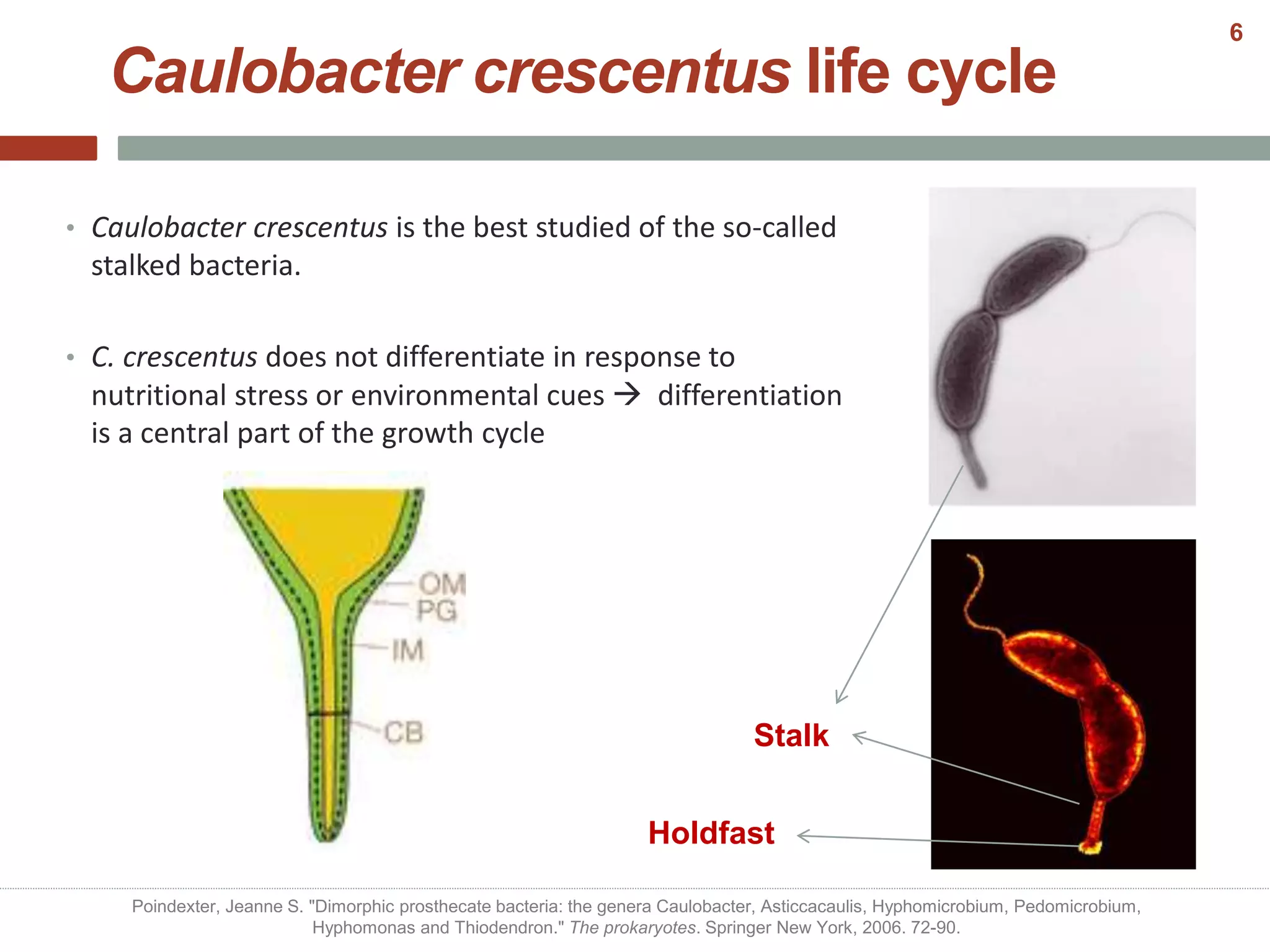 Caulobacter crescentus life cycle
• Caulobacter crescentus is the best studied of the so-called
stalked bacteria.
• C. crescentus does not differentiate in response to
nutritional stress or environmental cues  differentiation
is a central part of the growth cycle
Stalk
Holdfast
Poindexter, Jeanne S. "Dimorphic prosthecate bacteria: the genera Caulobacter, Asticcacaulis, Hyphomicrobium, Pedomicrobium,
Hyphomonas and Thiodendron." The prokaryotes. Springer New York, 2006. 72-90.
6
 