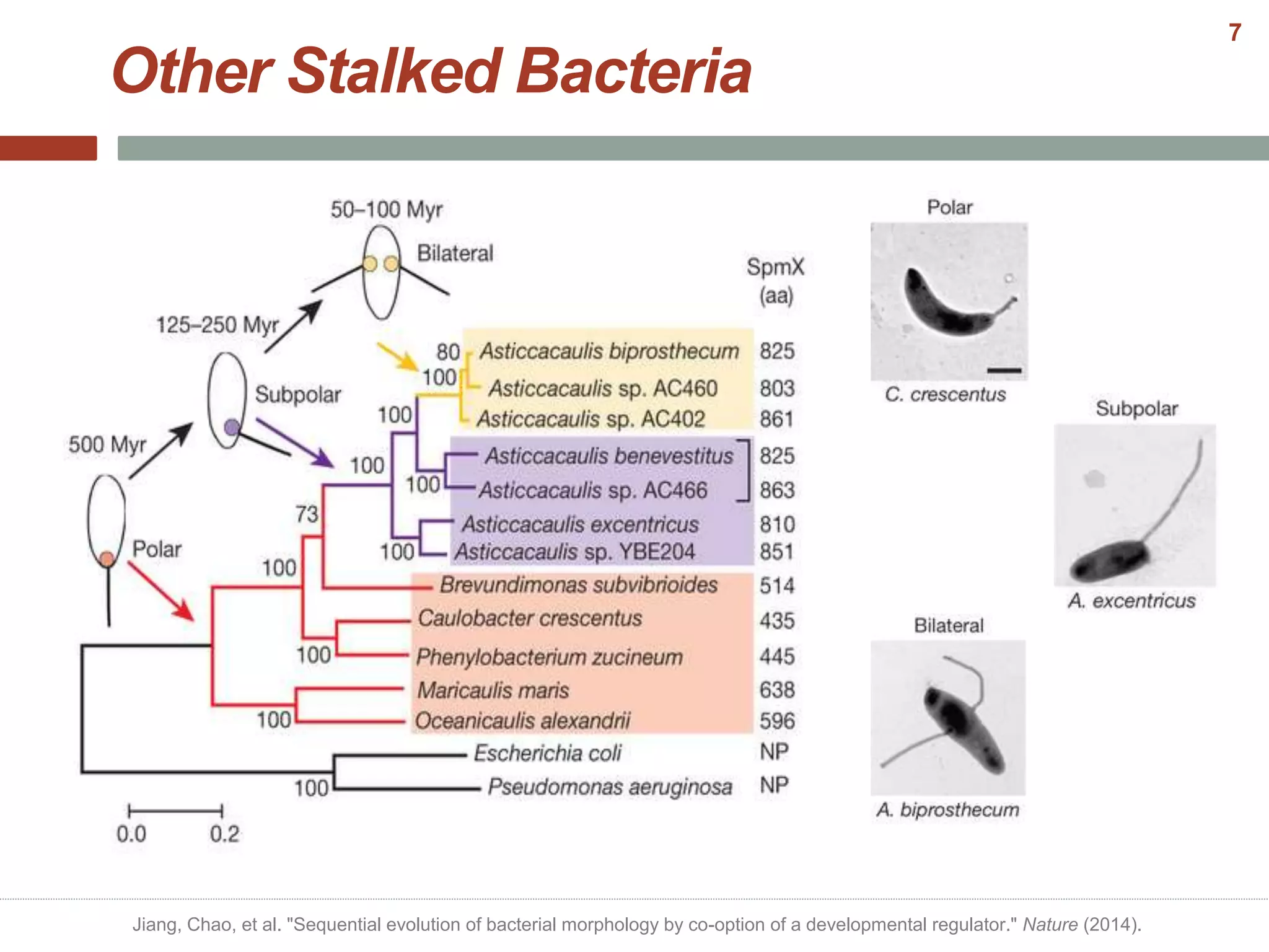 Other Stalked Bacteria
Jiang, Chao, et al. "Sequential evolution of bacterial morphology by co-option of a developmental regulator." Nature (2014).
7
 