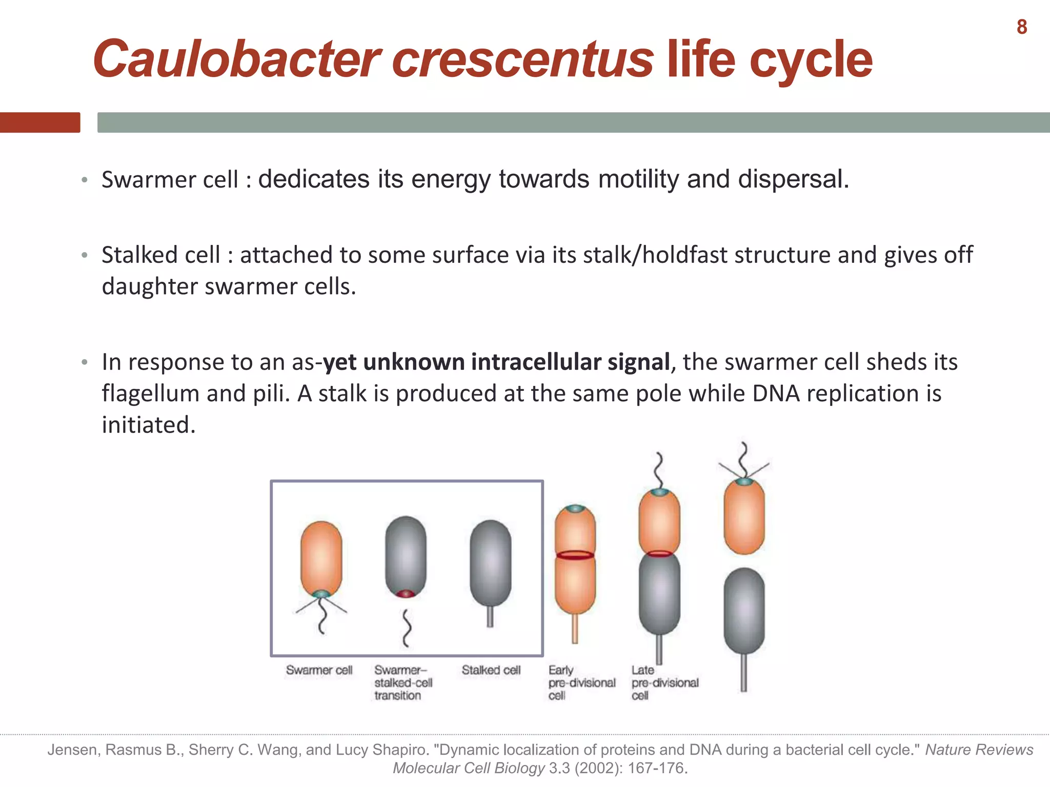 • Swarmer cell : dedicates its energy towards motility and dispersal.
• Stalked cell : attached to some surface via its stalk/holdfast structure and gives off
daughter swarmer cells.
• In response to an as-yet unknown intracellular signal, the swarmer cell sheds its
flagellum and pili. A stalk is produced at the same pole while DNA replication is
initiated.
Caulobacter crescentus life cycle
Jensen, Rasmus B., Sherry C. Wang, and Lucy Shapiro. "Dynamic localization of proteins and DNA during a bacterial cell cycle." Nature Reviews
Molecular Cell Biology 3.3 (2002): 167-176.
8
 