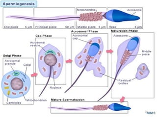 Differentiation and maturation of spermatogenic stem cell | PPTX