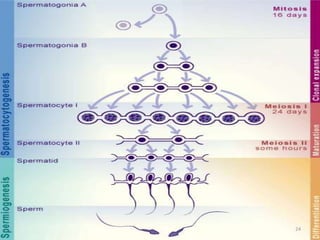 Differentiation and maturation of spermatogenic stem cell | PPTX