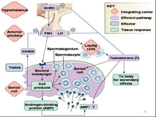 Differentiation and maturation of spermatogenic stem cell | PPTX