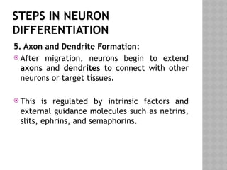 Differentiation of Neurons - Dr.M.Jothimuniyandi | PPTX