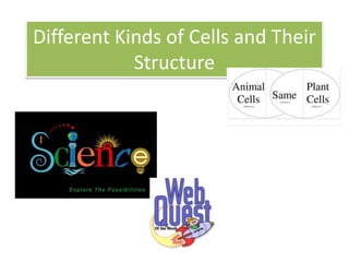Different Kinds of Cells and Their 
Structure 
 