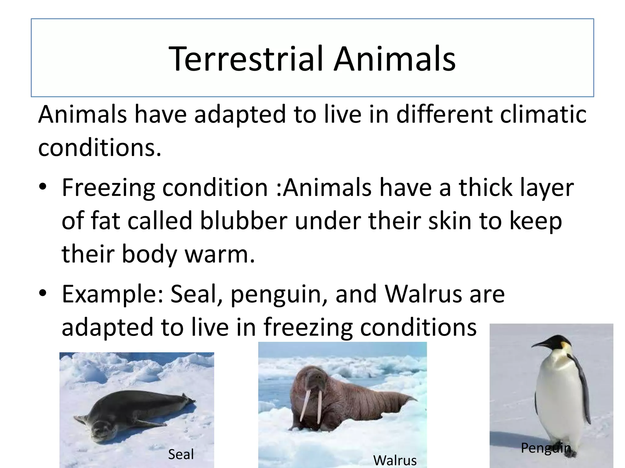 Terrestrial Animals
Animals have adapted to live in different climatic
conditions.
• Freezing condition :Animals have a thick layer
of fat called blubber under their skin to keep
their body warm.
• Example: Seal, penguin, and Walrus are
adapted to live in freezing conditions
Seal Penguin
Walrus
 