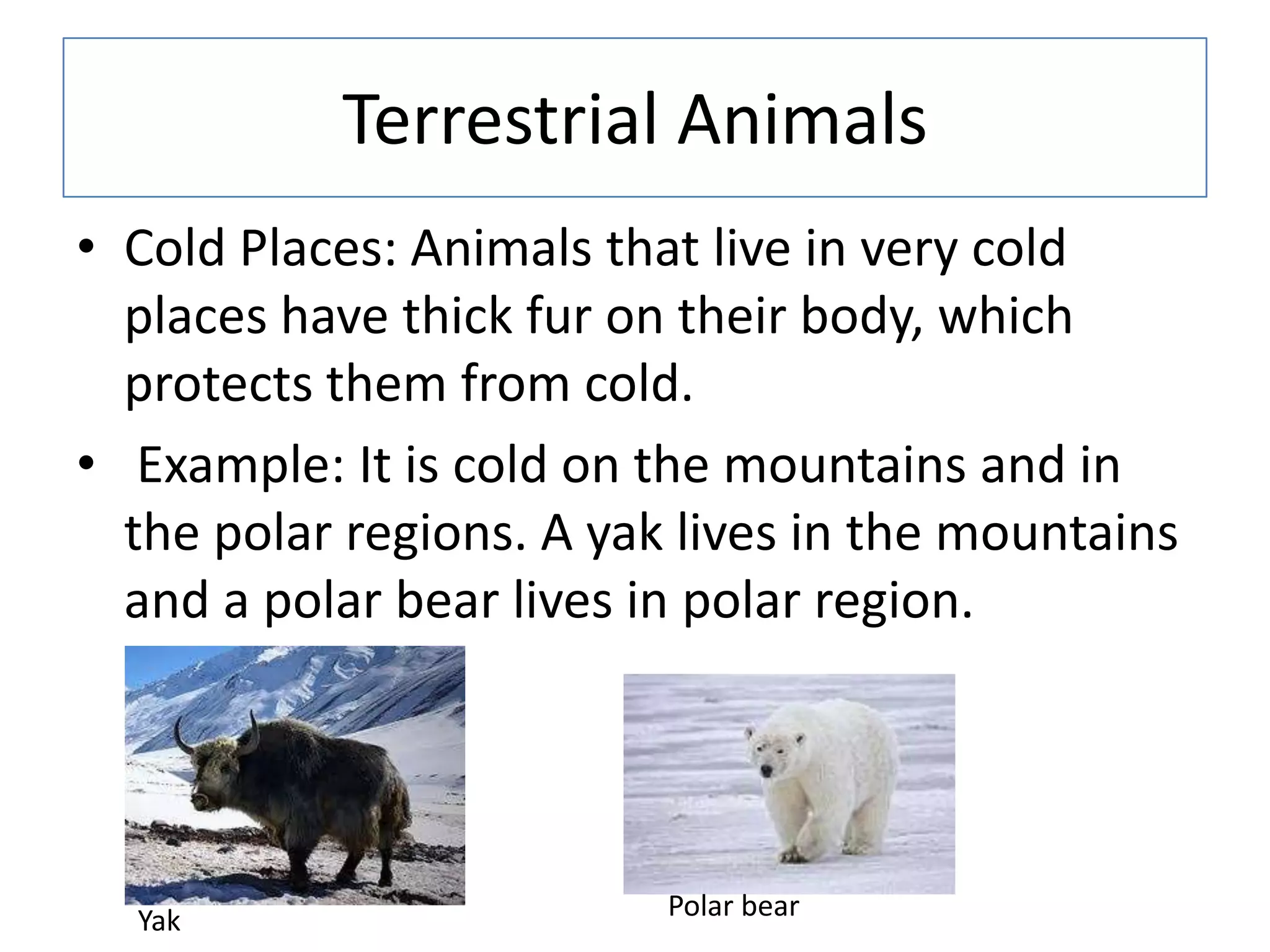 Terrestrial Animals
• Cold Places: Animals that live in very cold
places have thick fur on their body, which
protects them from cold.
• Example: It is cold on the mountains and in
the polar regions. A yak lives in the mountains
and a polar bear lives in polar region.
Yak Polar bear
 