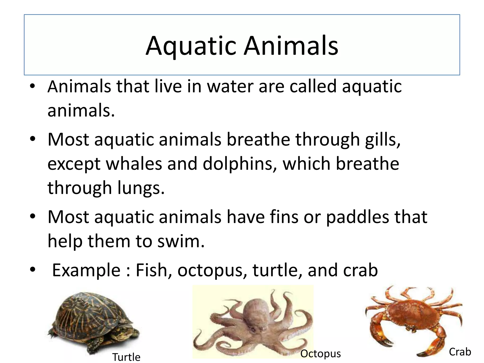 Aquatic Animals
• Animals that live in water are called aquatic
animals.
• Most aquatic animals breathe through gills,
except whales and dolphins, which breathe
through lungs.
• Most aquatic animals have fins or paddles that
help them to swim.
• Example : Fish, octopus, turtle, and crab
Turtle Octopus Crab
 