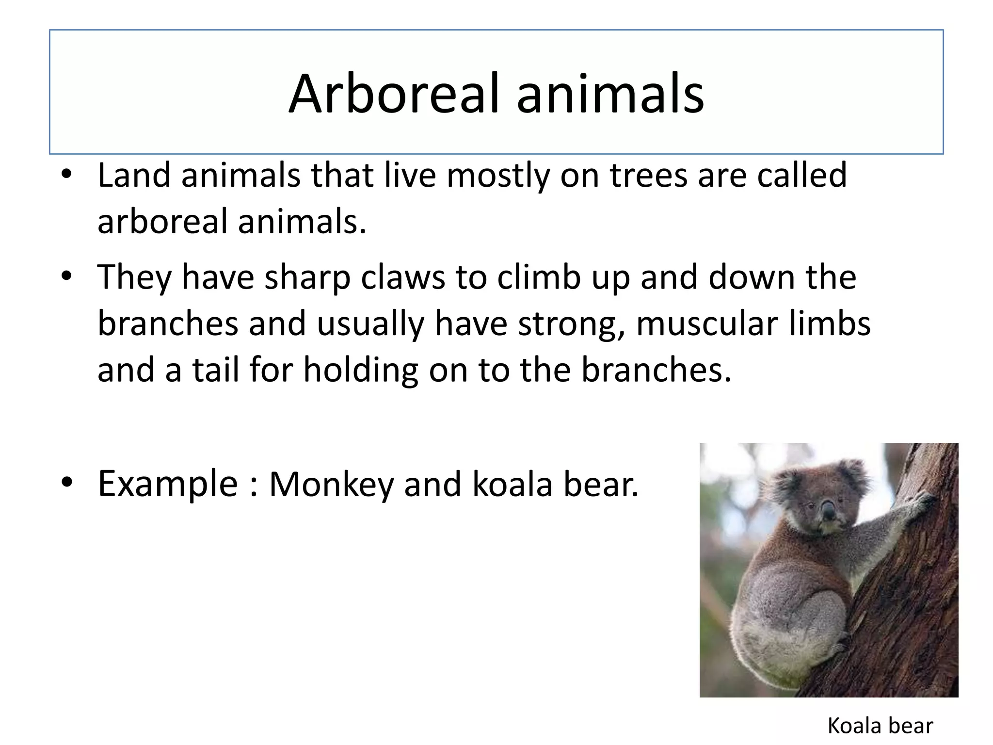 Arboreal animals
• Land animals that live mostly on trees are called
arboreal animals.
• They have sharp claws to climb up and down the
branches and usually have strong, muscular limbs
and a tail for holding on to the branches.
• Example : Monkey and koala bear.
Koala bear
 