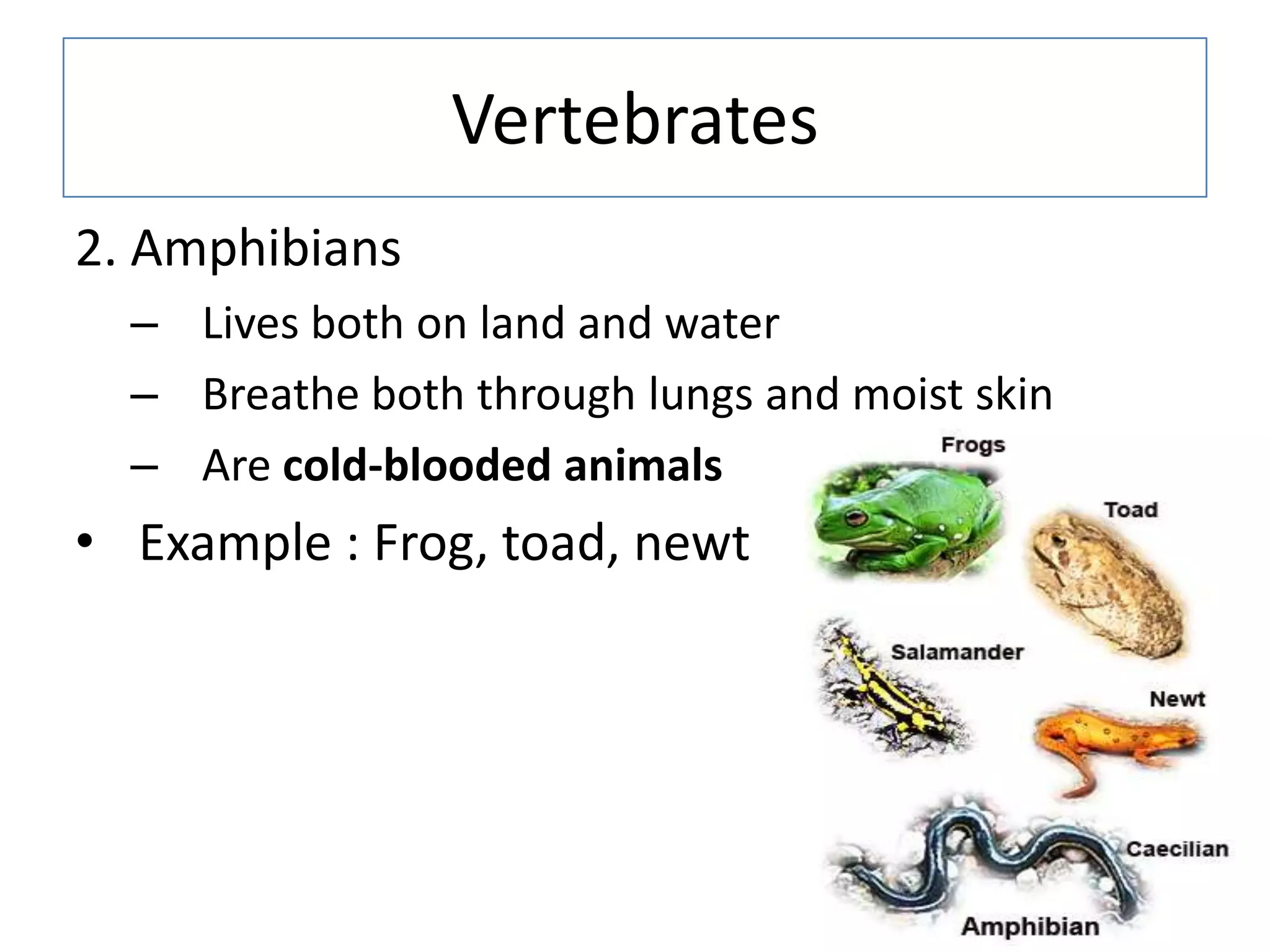 Vertebrates
2. Amphibians
– Lives both on land and water
– Breathe both through lungs and moist skin
– Are cold-blooded animals
• Example : Frog, toad, newt
 