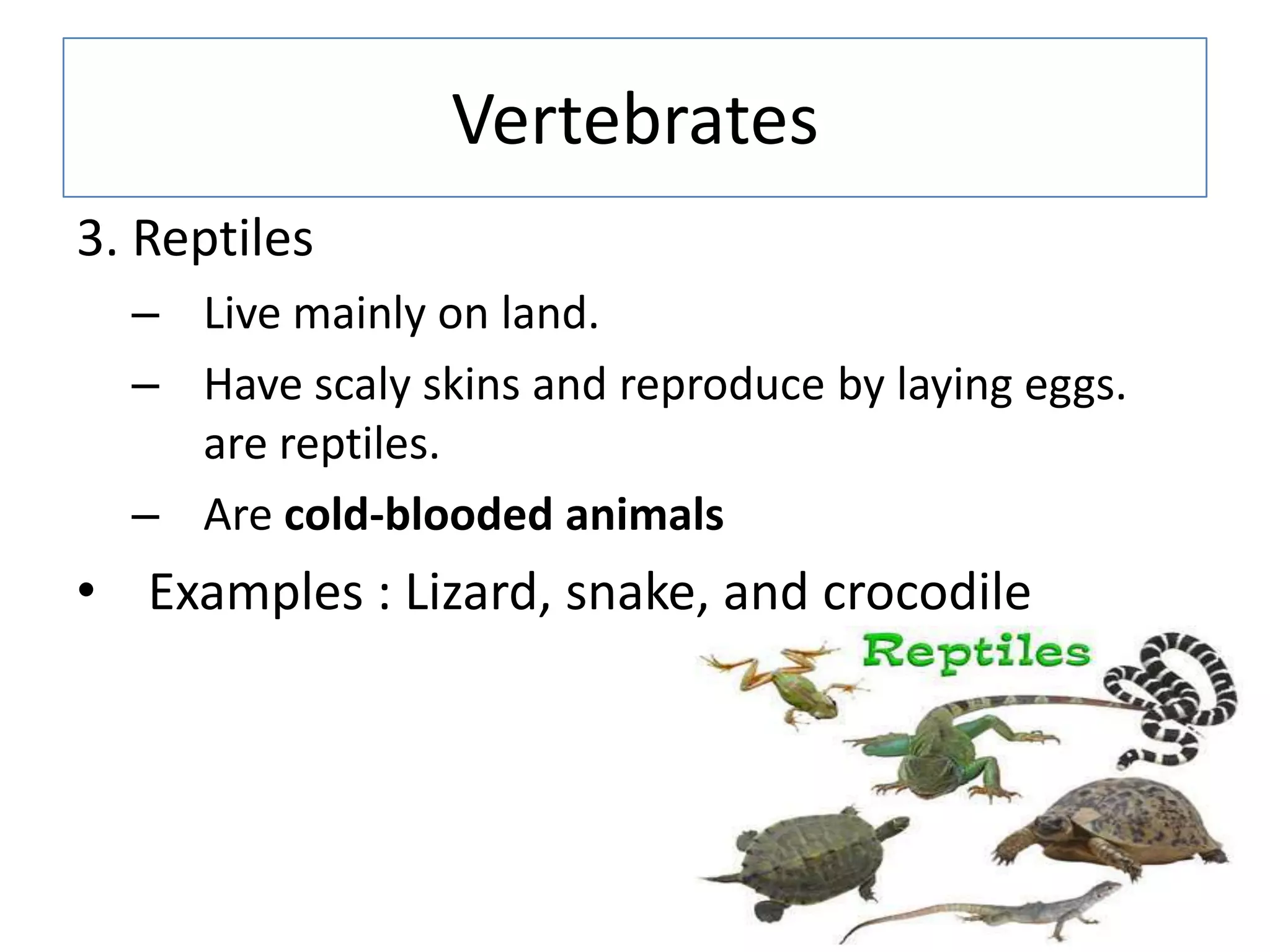 Vertebrates
3. Reptiles
– Live mainly on land.
– Have scaly skins and reproduce by laying eggs.
are reptiles.
– Are cold-blooded animals
• Examples : Lizard, snake, and crocodile
 