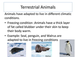 Terrestrial Animals
Animals have adapted to live in different climatic
conditions.
• Freezing condition :Animals have a thick layer
of fat called blubber under their skin to keep
their body warm.
• Example: Seal, penguin, and Walrus are
adapted to live in freezing conditions
Seal Penguin
Walrus
 