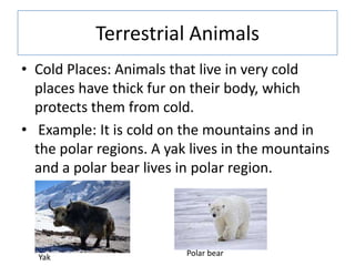 Terrestrial Animals
• Cold Places: Animals that live in very cold
places have thick fur on their body, which
protects them from cold.
• Example: It is cold on the mountains and in
the polar regions. A yak lives in the mountains
and a polar bear lives in polar region.
Yak Polar bear
 