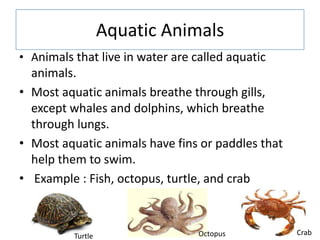Aquatic Animals
• Animals that live in water are called aquatic
animals.
• Most aquatic animals breathe through gills,
except whales and dolphins, which breathe
through lungs.
• Most aquatic animals have fins or paddles that
help them to swim.
• Example : Fish, octopus, turtle, and crab
Turtle Octopus Crab
 