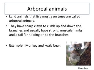 Arboreal animals
• Land animals that live mostly on trees are called
arboreal animals.
• They have sharp claws to climb up and down the
branches and usually have strong, muscular limbs
and a tail for holding on to the branches.
• Example : Monkey and koala bear.
Koala bear
 