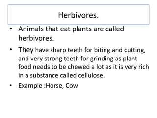 Herbivores.
• Animals that eat plants are called
herbivores.
• They have sharp teeth for biting and cutting,
and very strong teeth for grinding as plant
food needs to be chewed a lot as it is very rich
in a substance called cellulose.
• Example :Horse, Cow
 