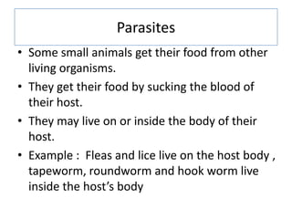 Parasites
• Some small animals get their food from other
living organisms.
• They get their food by sucking the blood of
their host.
• They may live on or inside the body of their
host.
• Example : Fleas and lice live on the host body ,
tapeworm, roundworm and hook worm live
inside the host’s body
 