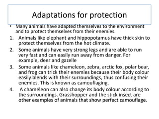 Adaptations for protection
• Many animals have adapted themselves to the environment
and to protect themselves from their enemies.
1. Animals like elephant and hippopotamus have thick skin to
protect themselves from the hot climate.
2. Some animals have very strong legs and are able to run
very fast and can easily run away from danger. For
example, deer and gazelle
3. Some animals like chameleon, zebra, arctic fox, polar bear,
and frog can trick their enemies because their body colour
easily blends with their surroundings, thus confusing their
enemies. This is known as camouflaging.
4. A chameleon can also change its body colour according to
the surroundings. Grasshopper and the stick insect are
other examples of animals that show perfect camouflage.
 
