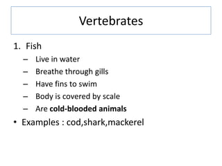 Vertebrates
1. Fish
– Live in water
– Breathe through gills
– Have fins to swim
– Body is covered by scale
– Are cold-blooded animals
• Examples : cod,shark,mackerel
 
