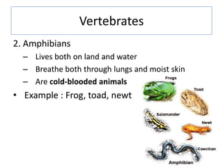 Vertebrates
2. Amphibians
– Lives both on land and water
– Breathe both through lungs and moist skin
– Are cold-blooded animals
• Example : Frog, toad, newt
 