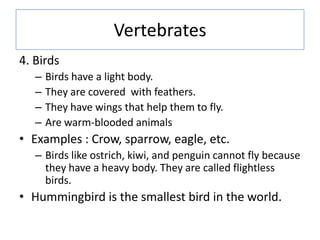 Vertebrates
4. Birds
– Birds have a light body.
– They are covered with feathers.
– They have wings that help them to fly.
– Are warm-blooded animals
• Examples : Crow, sparrow, eagle, etc.
– Birds like ostrich, kiwi, and penguin cannot fly because
they have a heavy body. They are called flightless
birds.
• Hummingbird is the smallest bird in the world.
 