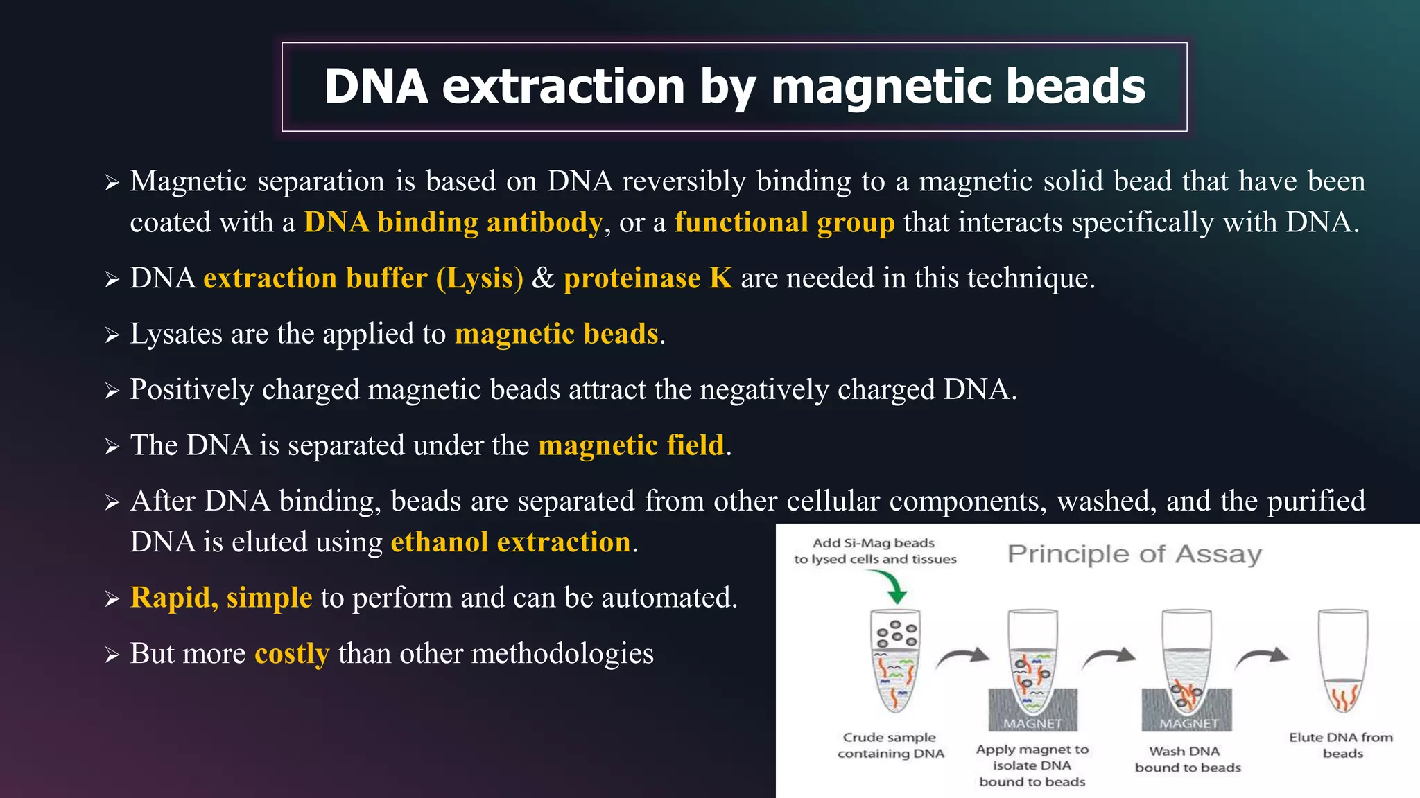  Magnetic separation is based on DNA reversibly binding to a magnetic solid bead that have been
coated with a DNA binding antibody, or a functional group that interacts specifically with DNA.
 DNA extraction buffer (Lysis) & proteinase K are needed in this technique.
 Lysates are the applied to magnetic beads.
 Positively charged magnetic beads attract the negatively charged DNA.
 The DNA is separated under the magnetic field.
 After DNA binding, beads are separated from other cellular components, washed, and the purified
DNA is eluted using ethanol extraction.
 Rapid, simple to perform and can be automated.
 But more costly than other methodologies
DNA extraction by magnetic beads
 