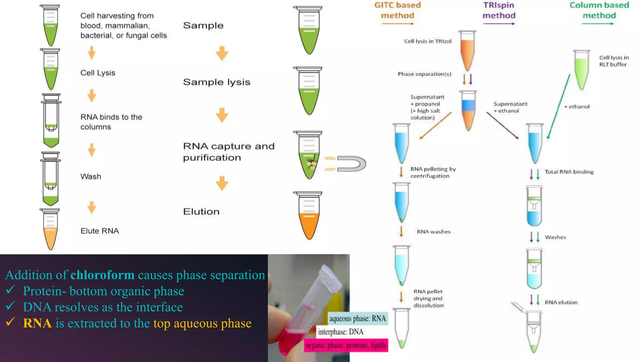 Addition of chloroform causes phase separation
 Protein- bottom organic phase
 DNA resolves as the interface
 RNA is extracted to the top aqueous phase
 