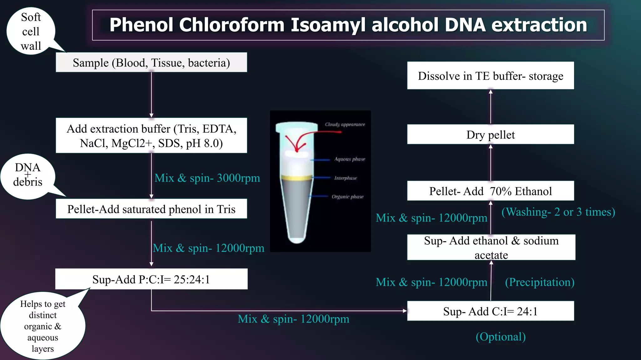 Sample (Blood, Tissue, bacteria)
Sup- Add C:I= 24:1
Add extraction buffer (Tris, EDTA,
NaCl, MgCl2+, SDS, pH 8.0)
Pellet-Add saturated phenol in Tris
Sup-Add P:C:I= 25:24:1
Dry pellet
Sup- Add ethanol & sodium
acetate
Pellet- Add 70% Ethanol
Dissolve in TE buffer- storage
Soft
cell
wall
Mix & spin- 3000rpm
DNA
+
debris
Mix & spin- 12000rpm
Helps to get
distinct
organic &
aqueous
layers
Mix & spin- 12000rpm
(Optional)
(Washing- 2 or 3 times)
Mix & spin- 12000rpm
Mix & spin- 12000rpm
(Precipitation)
Phenol Chloroform Isoamyl alcohol DNA extraction
 